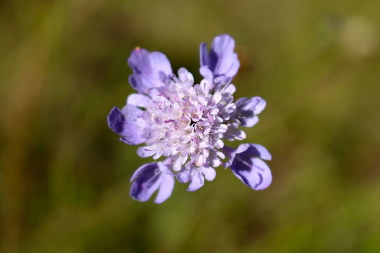 Canon EOS 750D (EOS Rebel T6i / EOS Kiss X8i) sample photo. Wildflower, purple wildflower, violet photography