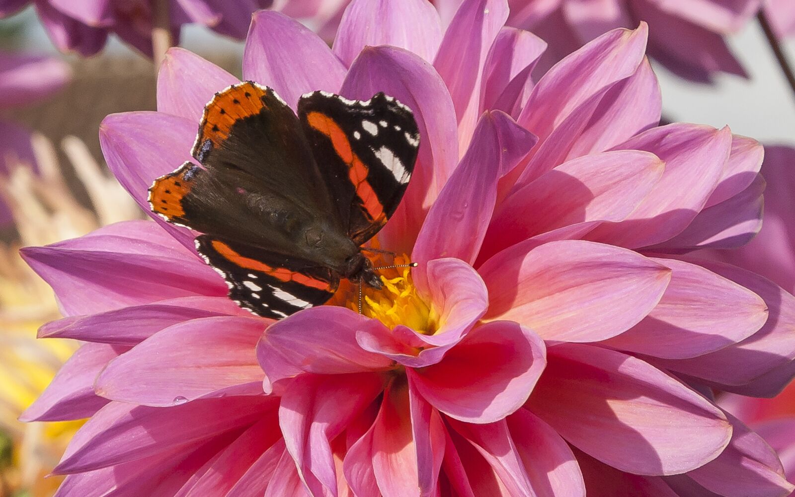 Canon EOS 350D (EOS Digital Rebel XT / EOS Kiss Digital N) sample photo. Butterfly, dahlia flower, close photography