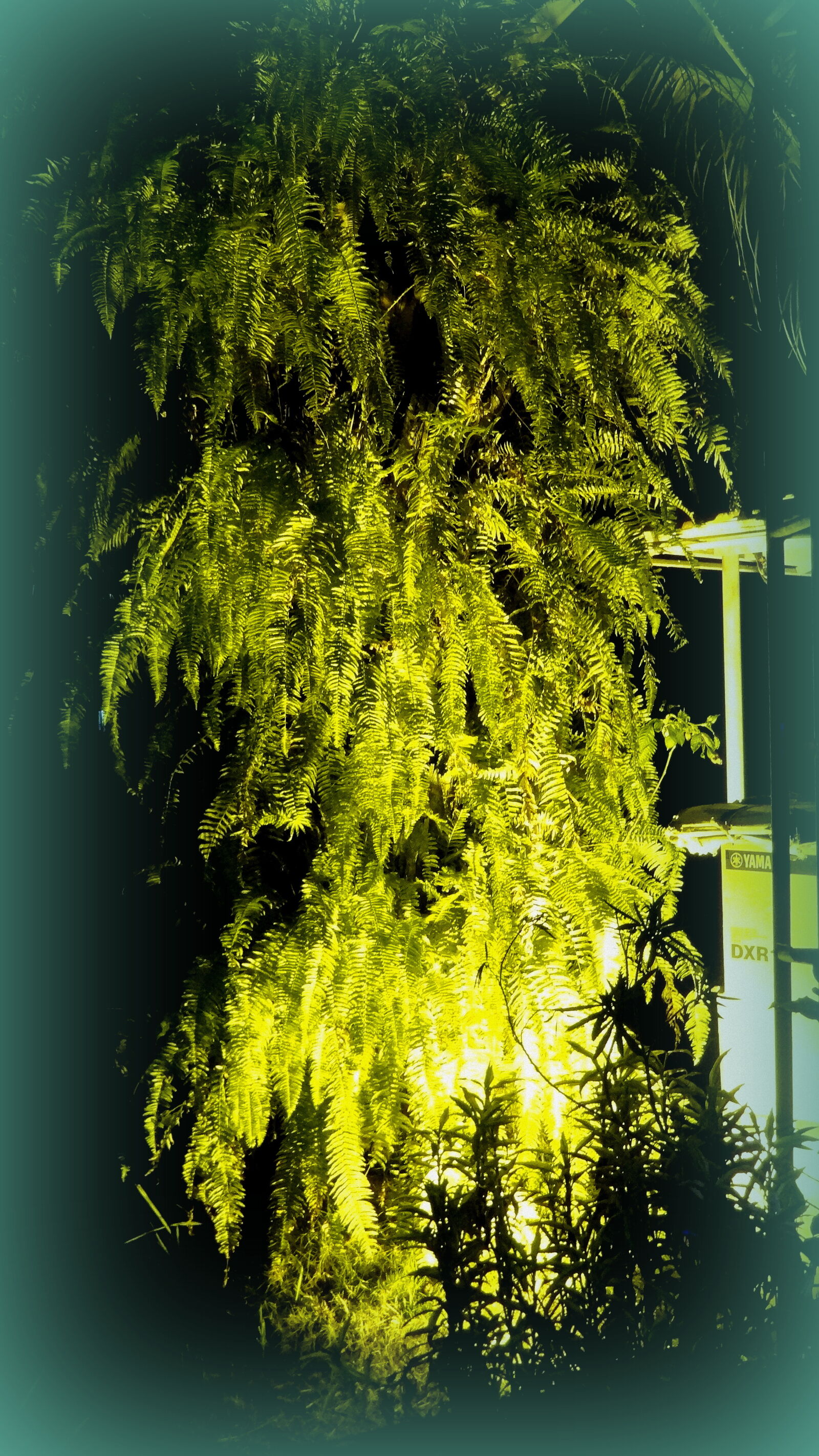 Sony Cyber-shot DSC-HX9V sample photo. A, tree, at, night photography