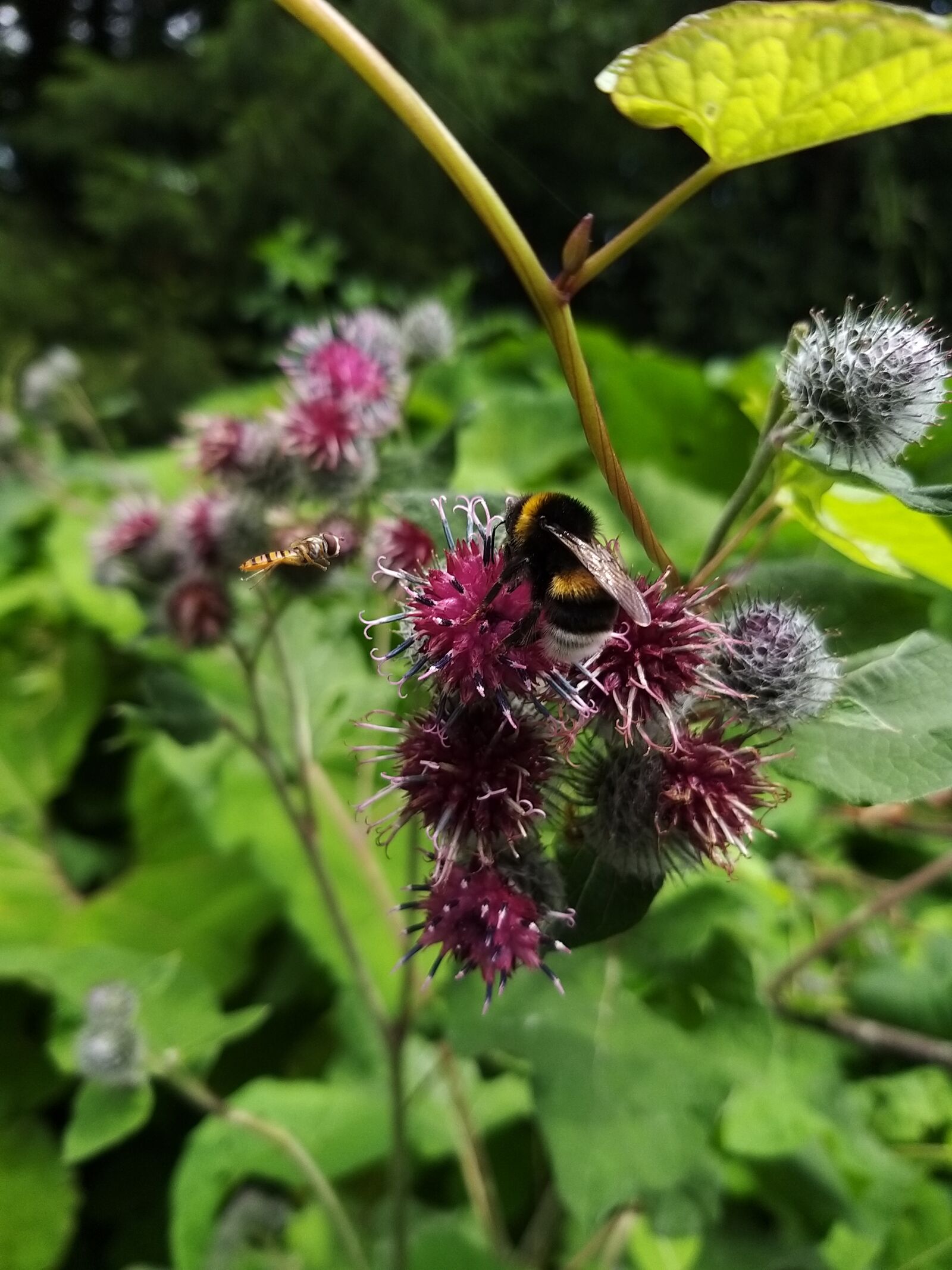 Samsung Galaxy A9 (2018) sample photo. Plant, bees, insects photography