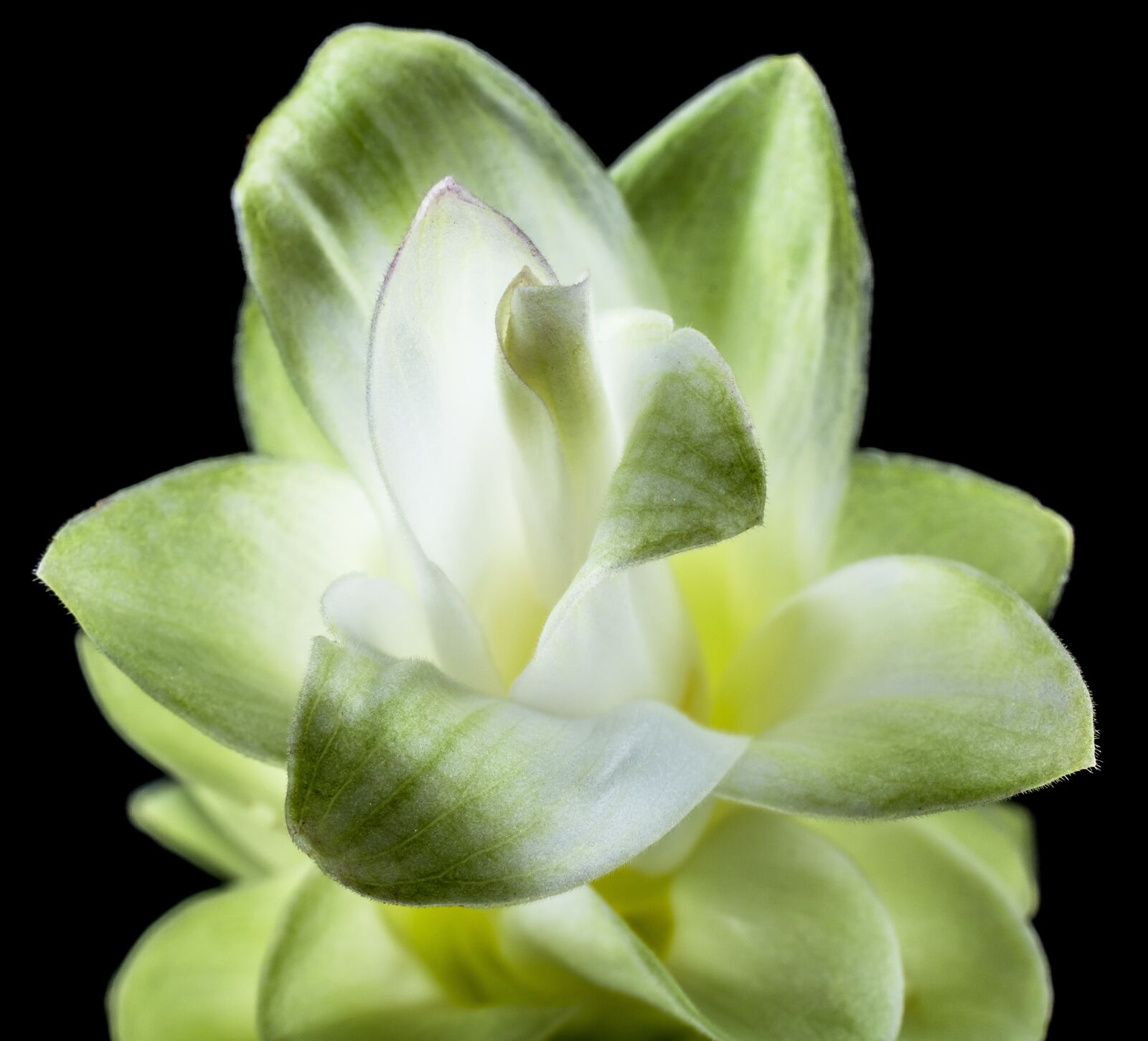 Nikon D5200 sample photo. Flower, blossom, bloom photography