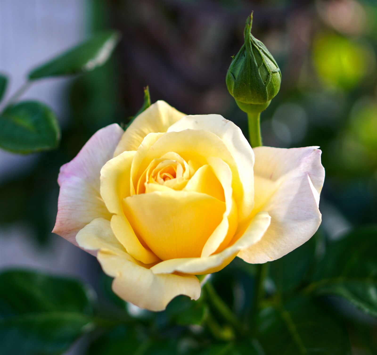 Sony a6400 + E 50mm F1.8 OSS sample photo. Rose, yellow, blossom photography