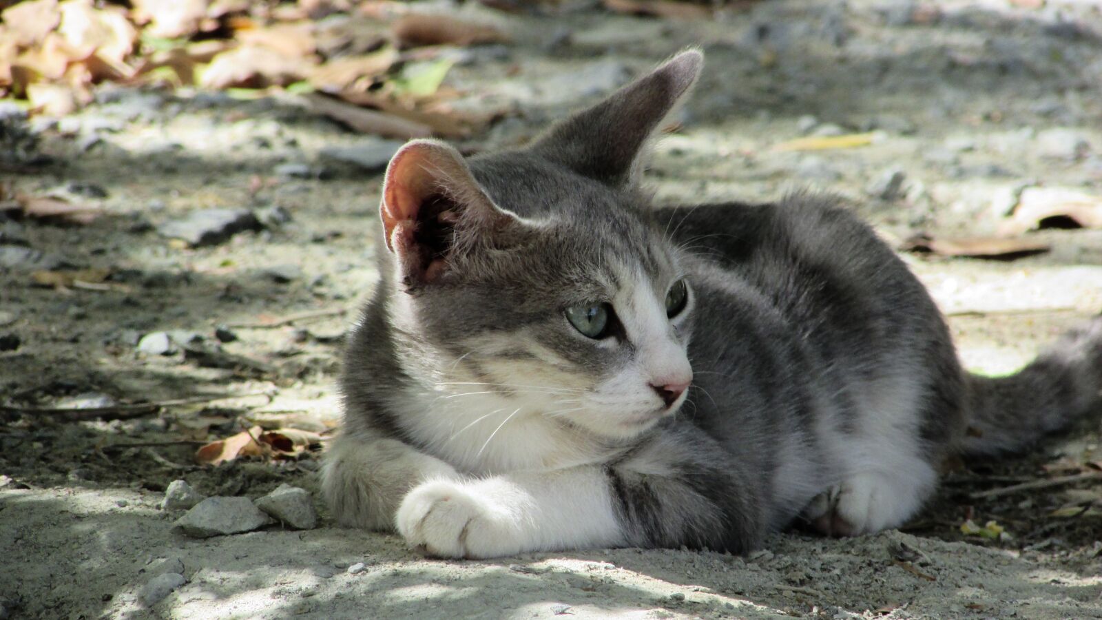 Canon PowerShot SX400 IS sample photo. Cat, young, animal photography