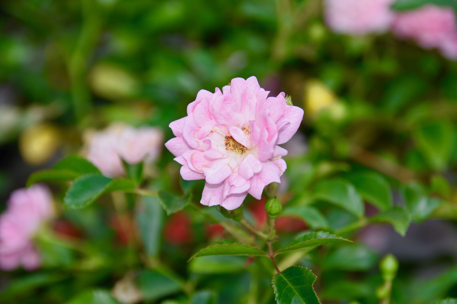 Nikon D5600 sample photo. Flower, pink, rosebush photography