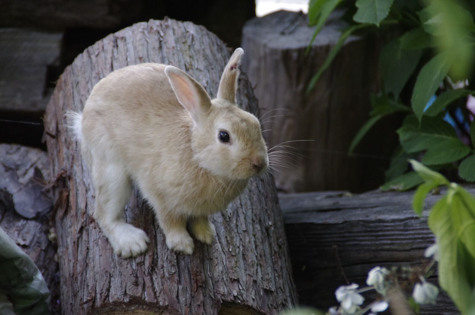 Pentax K-r sample photo. Rabbit, bunny, animal photography