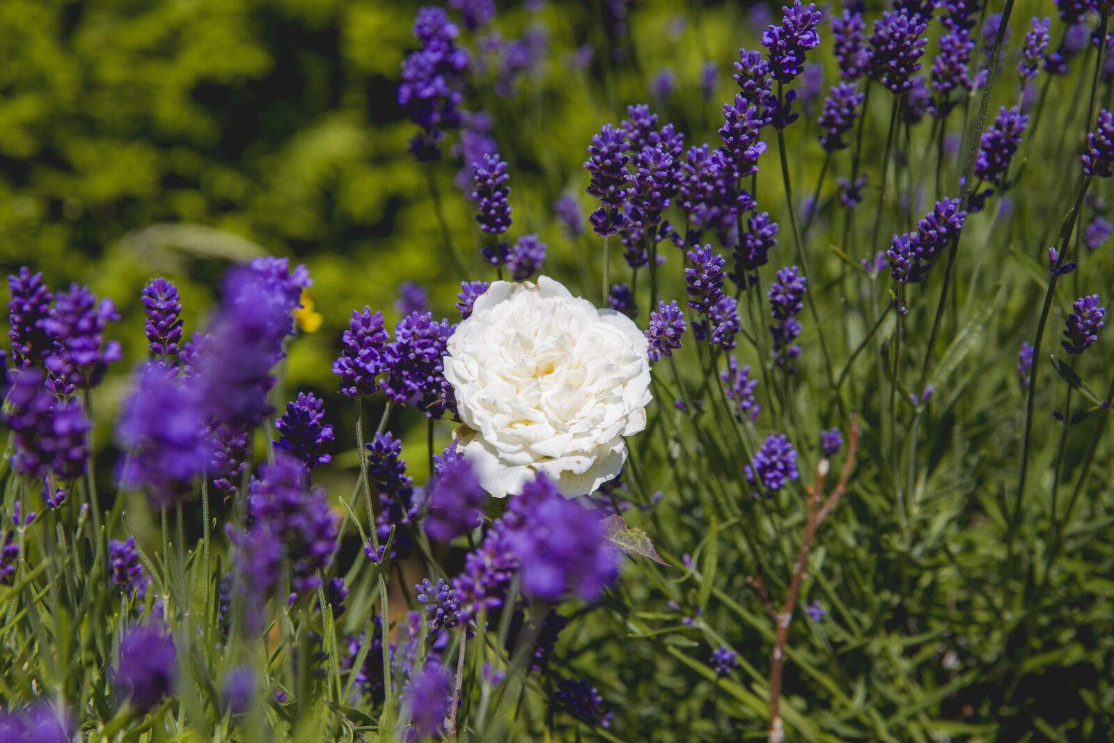 Canon EF 24-70mm F2.8L II USM sample photo. White flower, lavendel, nature photography