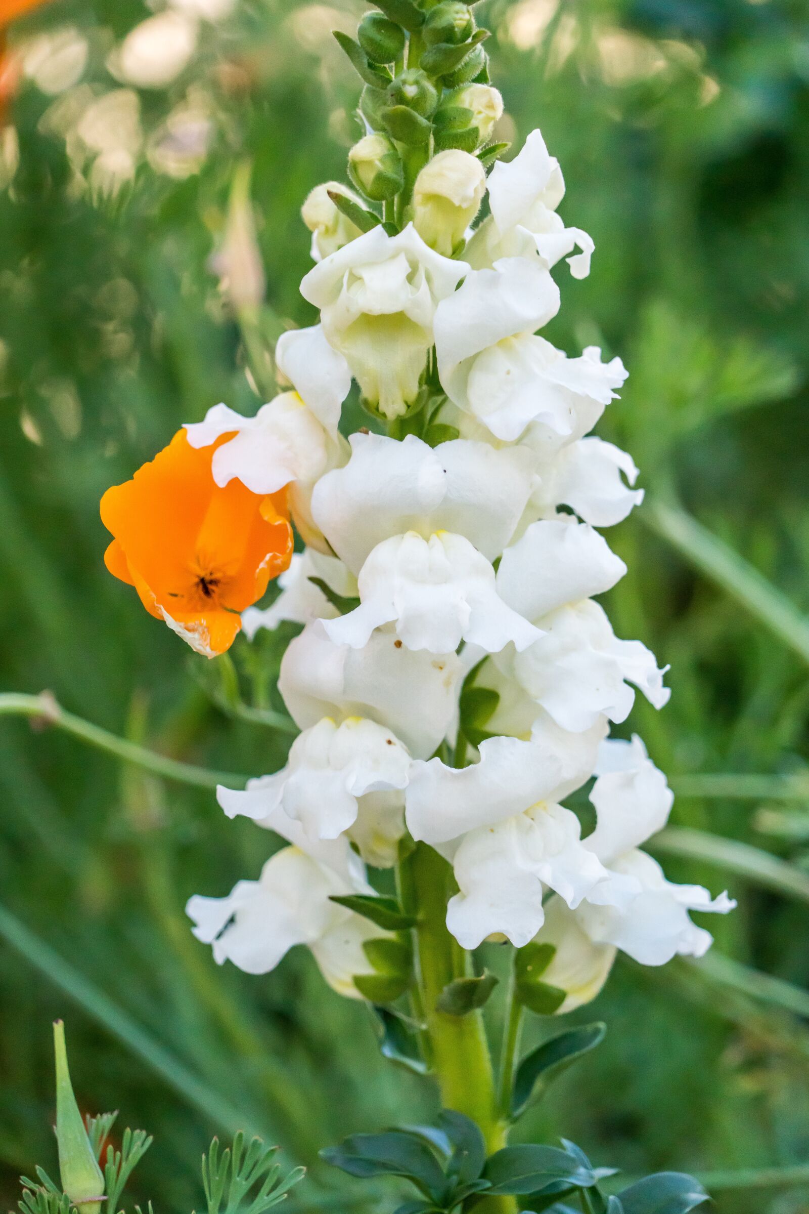 Sony a7R II + Sony FE 24-240mm F3.5-6.3 OSS sample photo. Lupin, flower, yellow photography