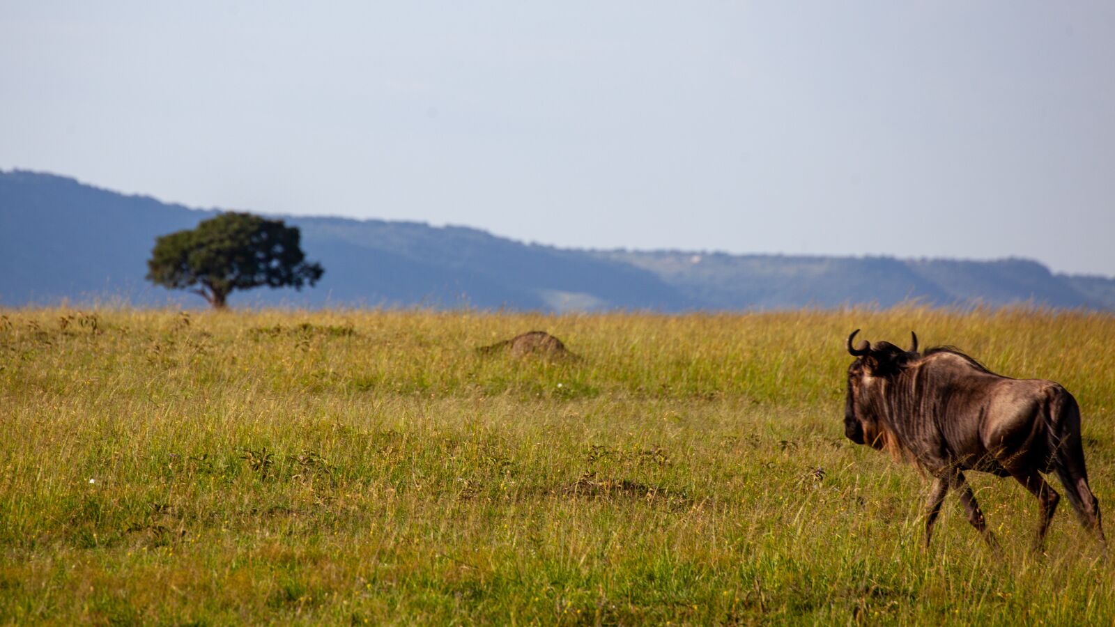 Canon EOS 5D Mark II sample photo. Buffalo, the tree in photography