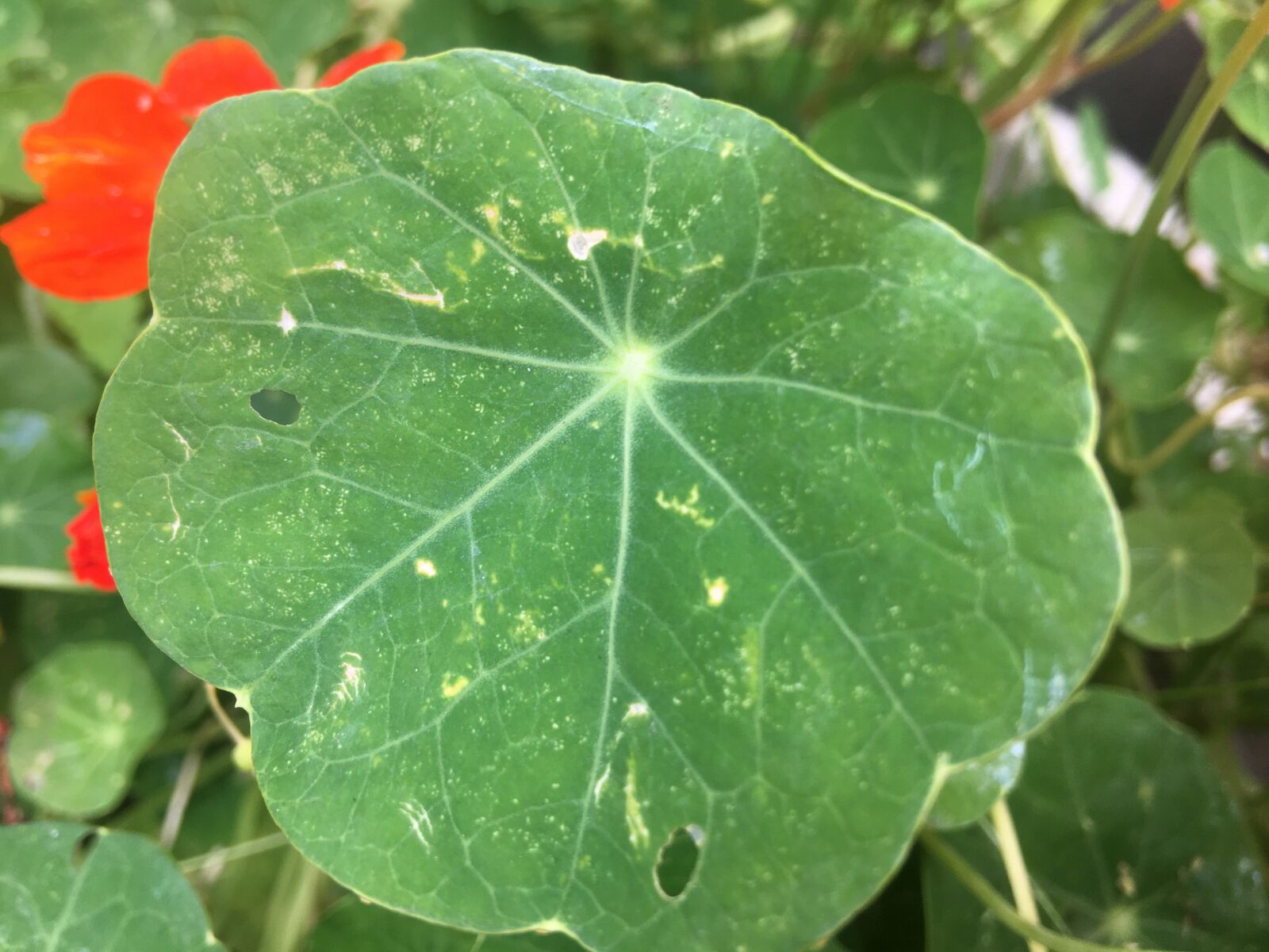 iPhone 6s Plus back camera 4.15mm f/2.2 sample photo. Nature, leaf, close-up photograph photography
