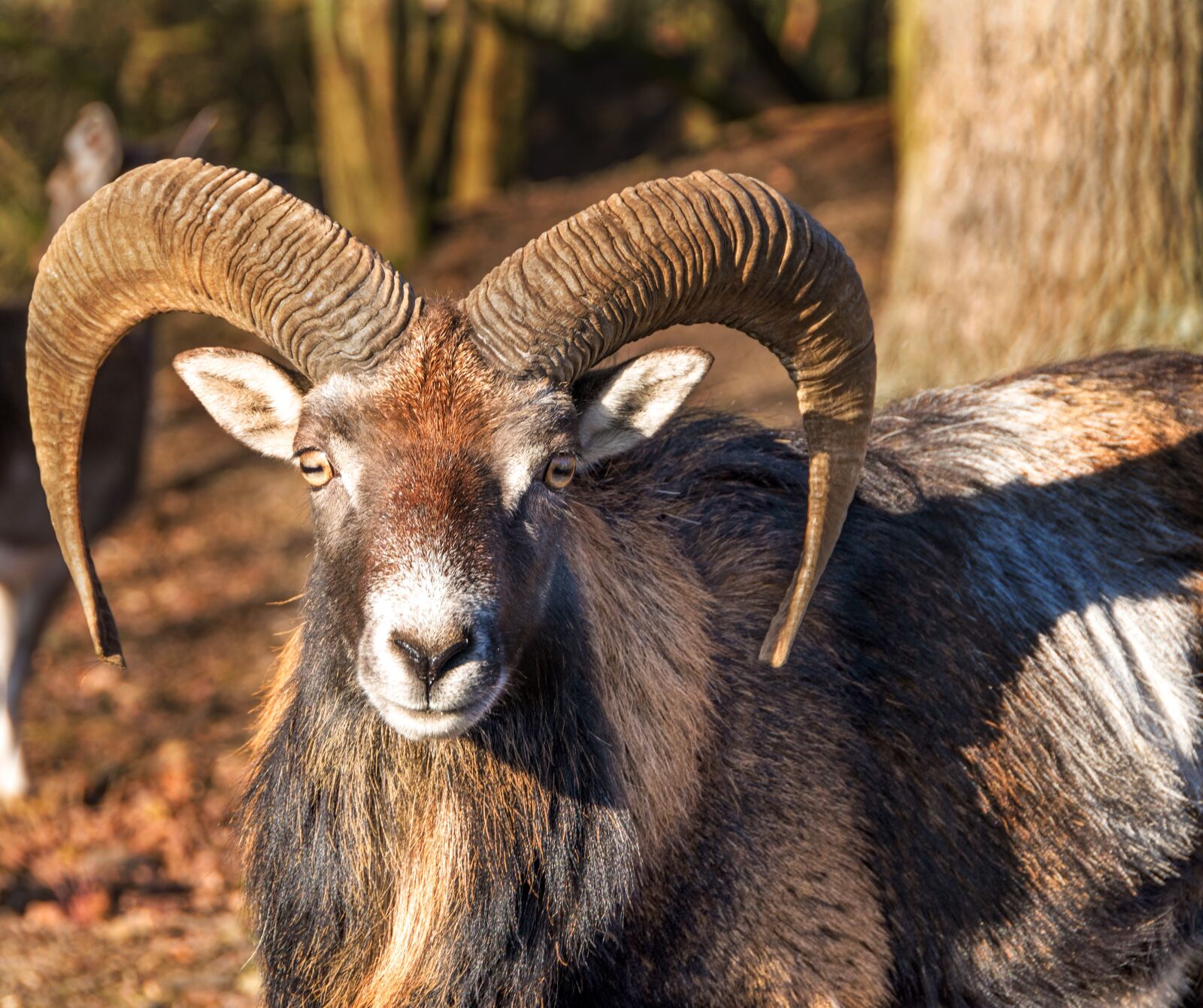 Nikon D5600 sample photo. Animal, wild, forest photography