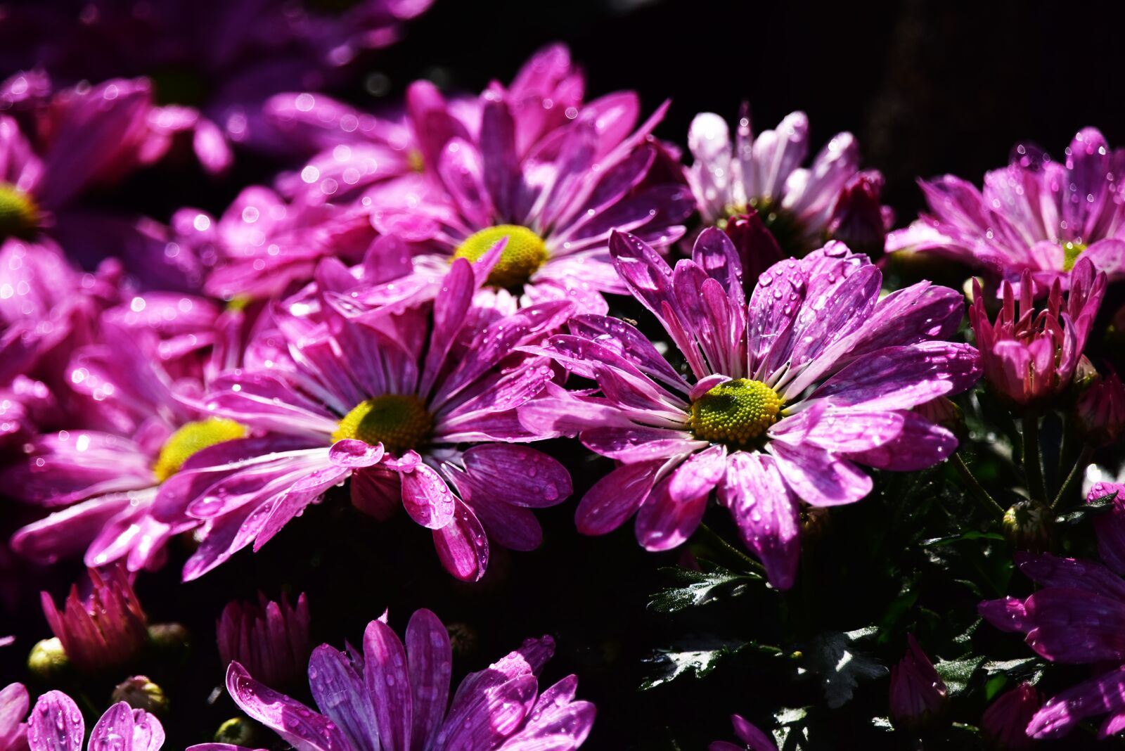 Nikon D810 sample photo. Bellflower photography