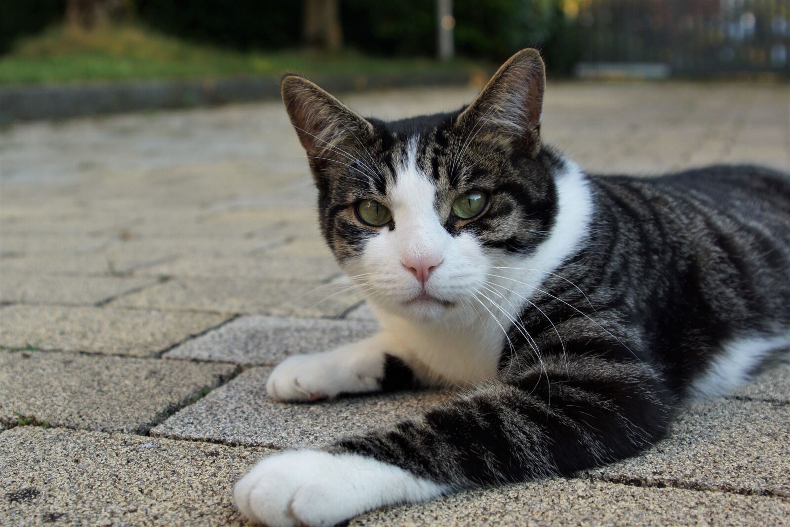 24-70mm F2.8 sample photo. Cat, pet, mackerel photography