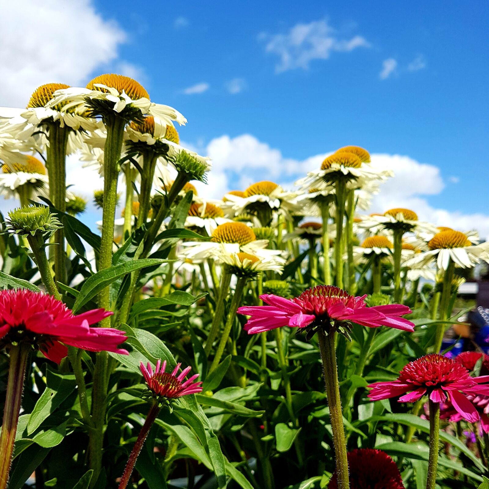 Samsung Galaxy S7 Edge sample photo. Flowers, summer, bloom photography