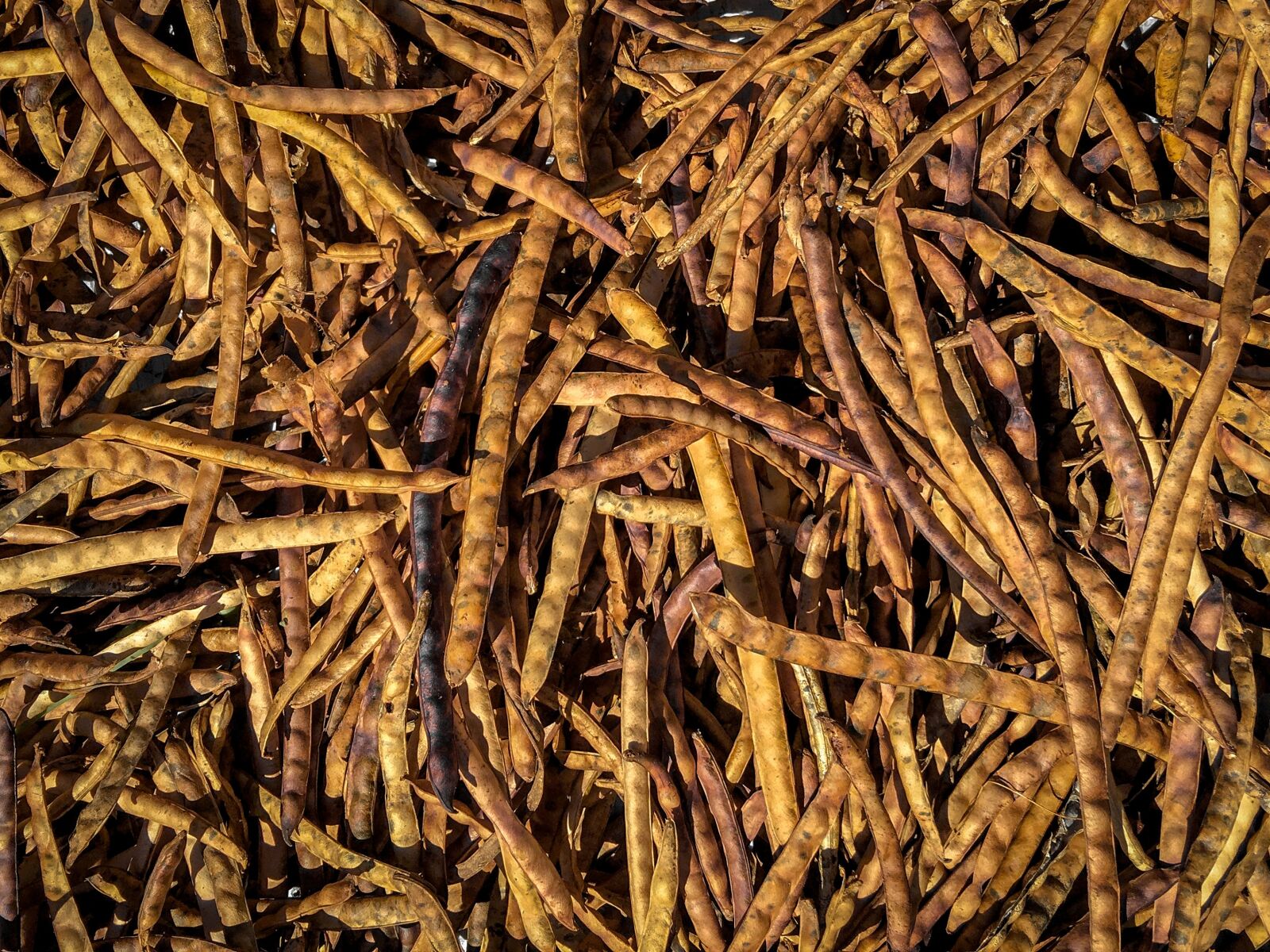 iPhone 6s Plus back camera 4.15mm f/2.2 sample photo. Shell, organic, seeds photography