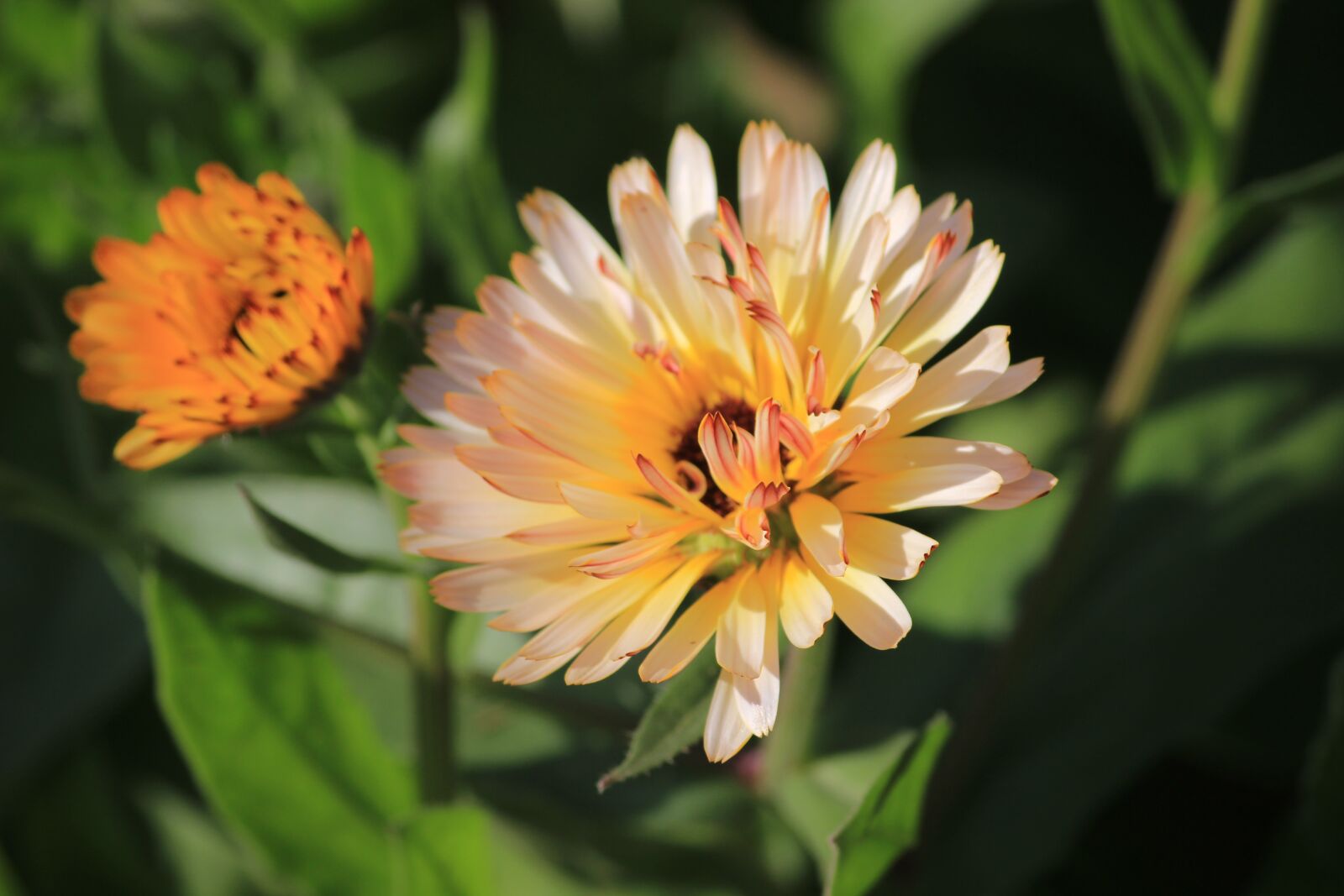 Canon EF-S 55-250mm F4-5.6 IS II sample photo. Ice plant, flower, orange photography