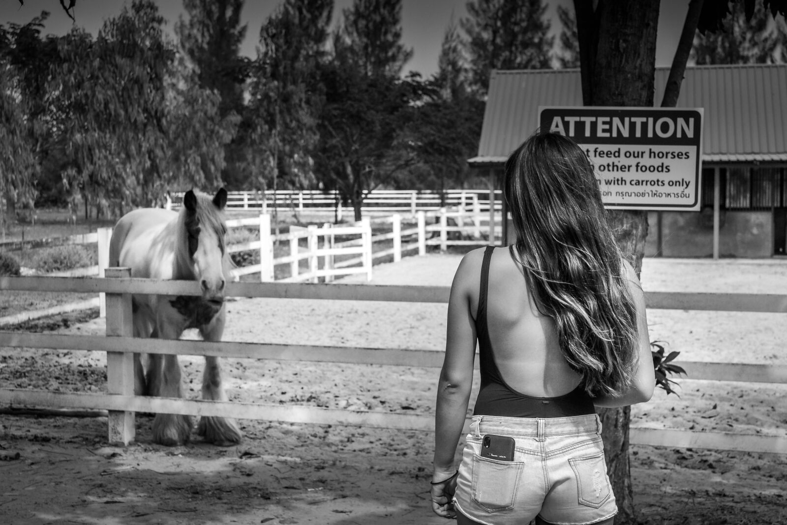 Nikon D3100 sample photo. Horse, country, animal photography