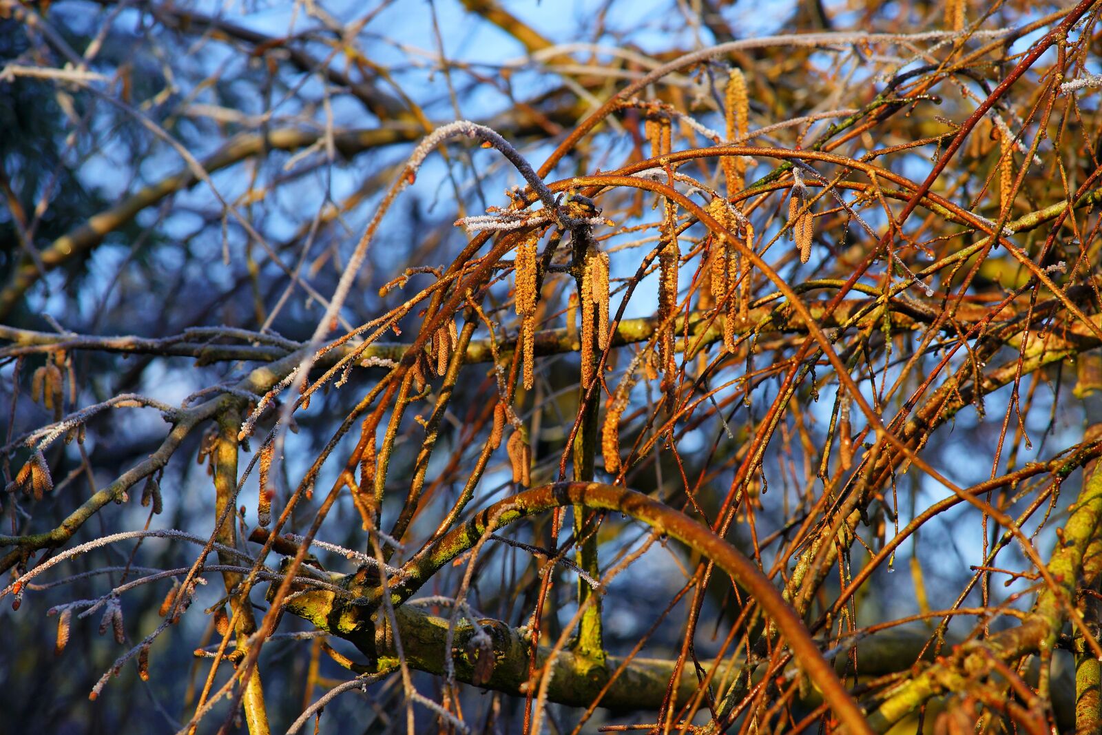 Sony a99 II sample photo. Nature, tree, february photography