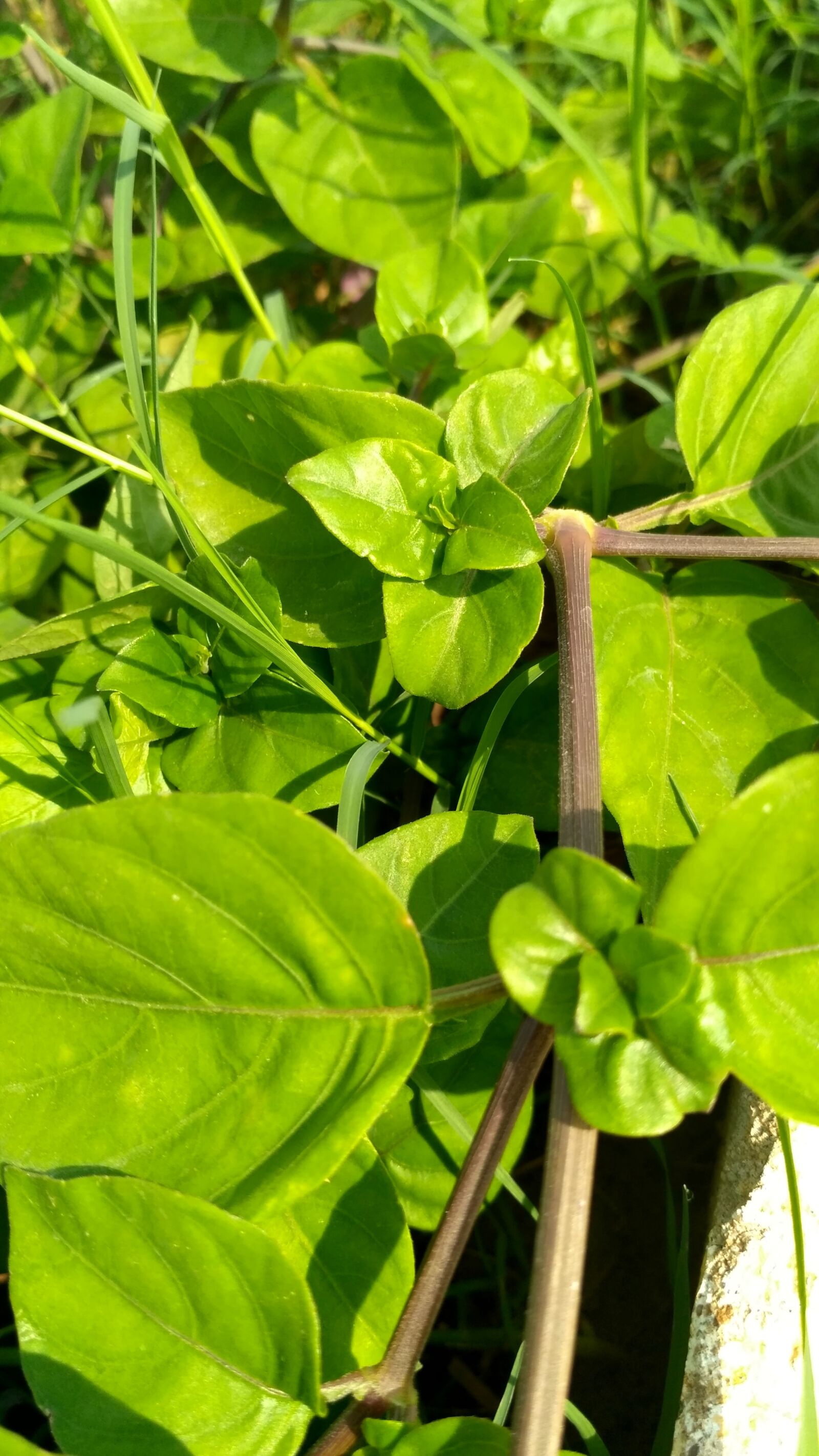 Xiaomi Redmi 3S sample photo. Nature, leaf, background photography