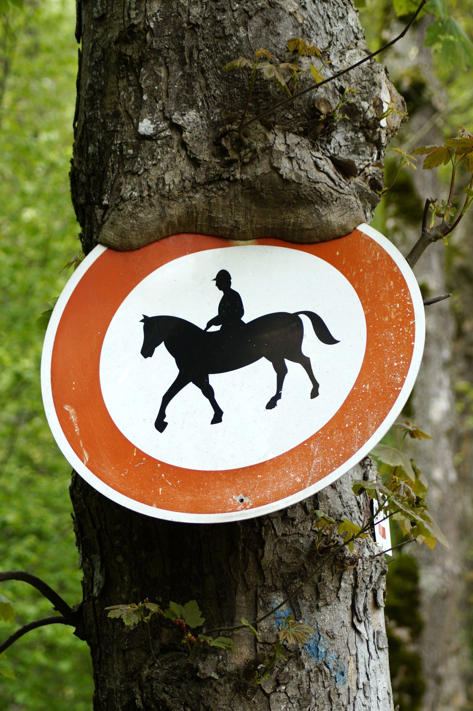 Sony SLT-A58 sample photo. Horse riding prohibited, tree photography