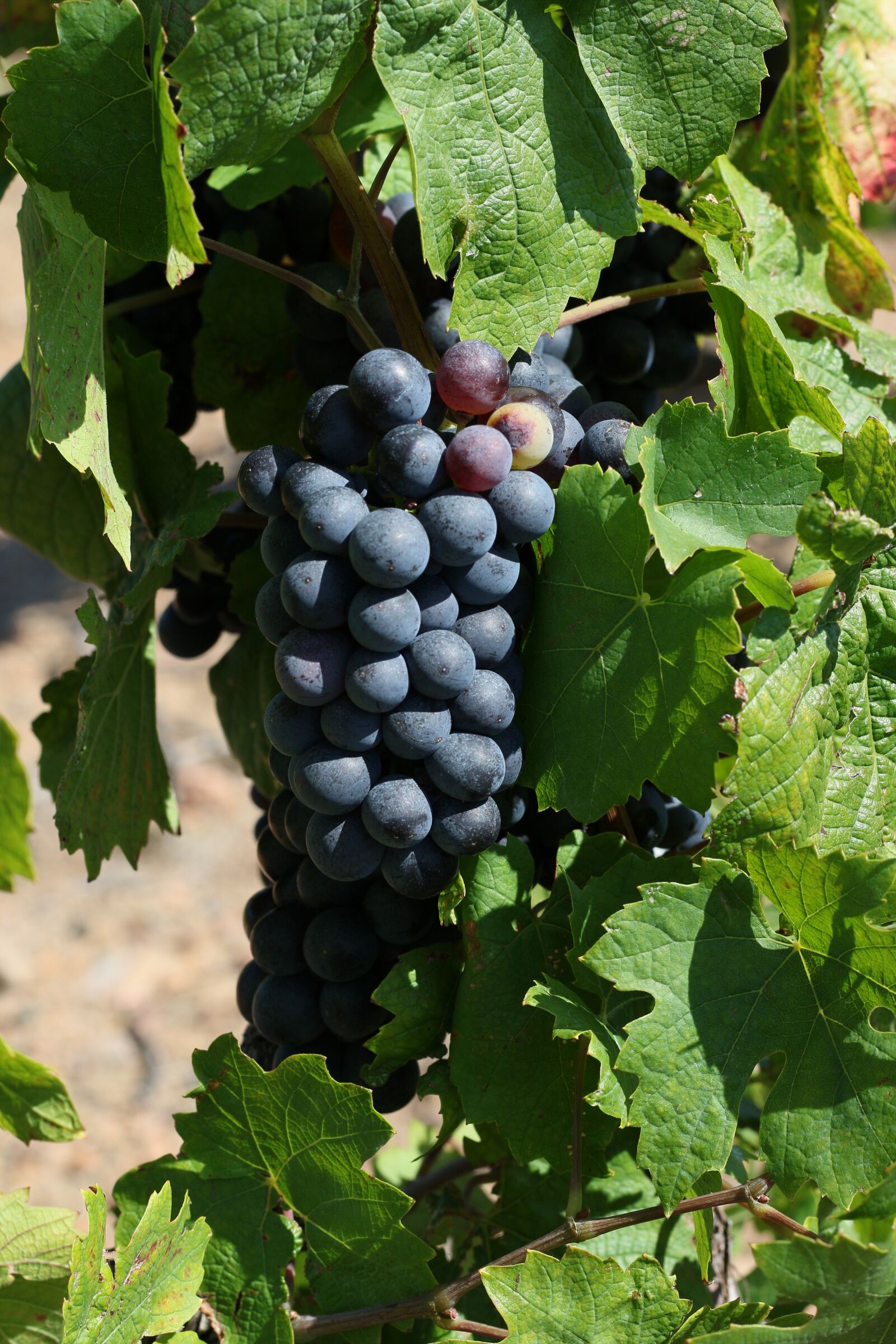 Canon EOS 7D Mark II sample photo. Grape, vine, cluster photography