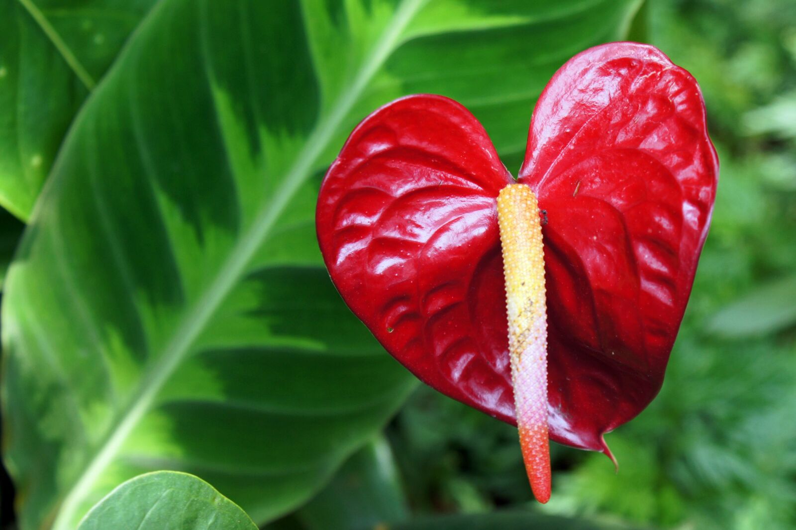 Sony SLT-A33 + Sony DT 18-70mm F3.5-5.6 sample photo. Anthurium, flower, red photography