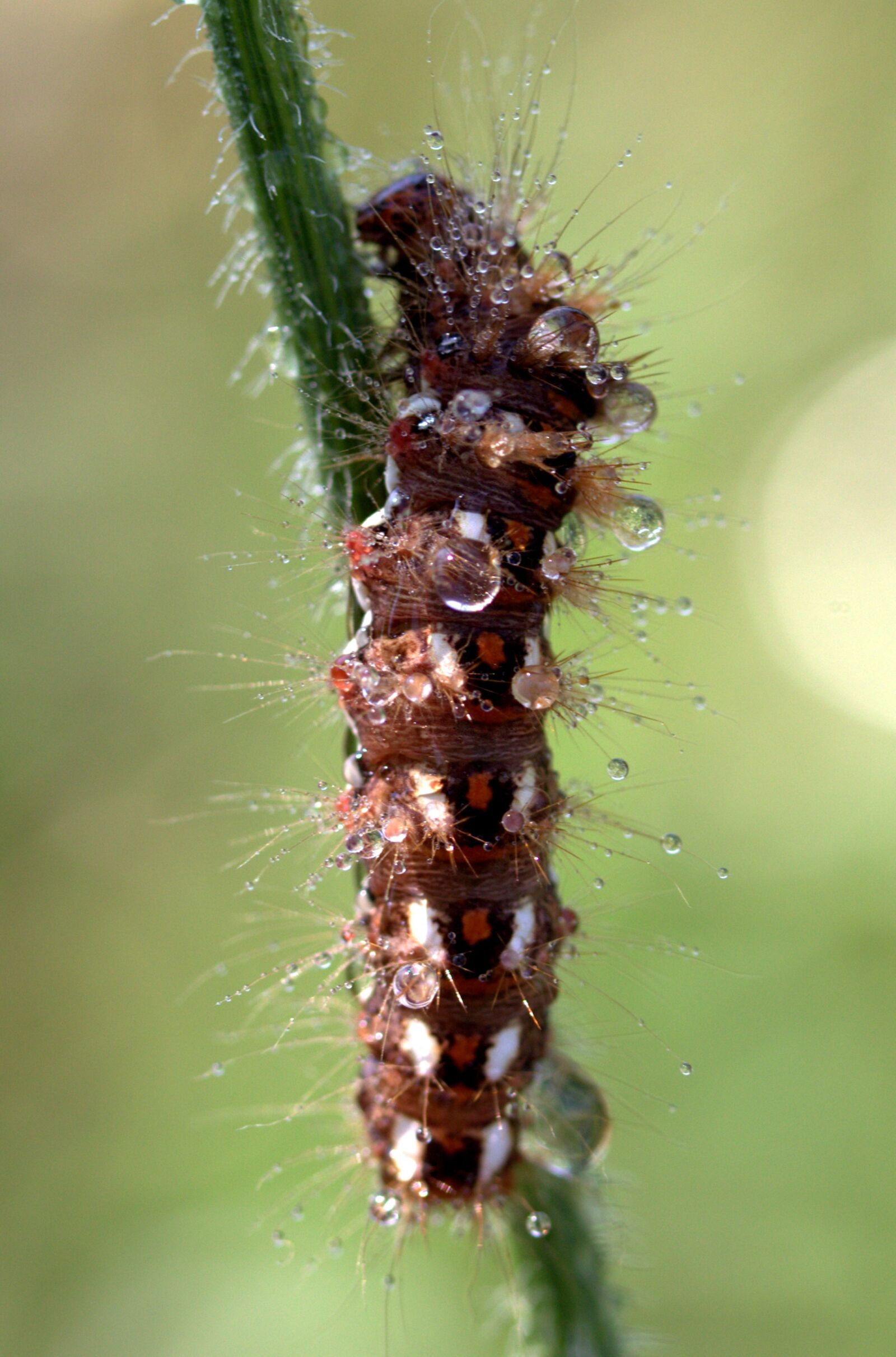 Canon EF-S 60mm F2.8 Macro USM sample photo. Caterpillar, the larva, wet photography