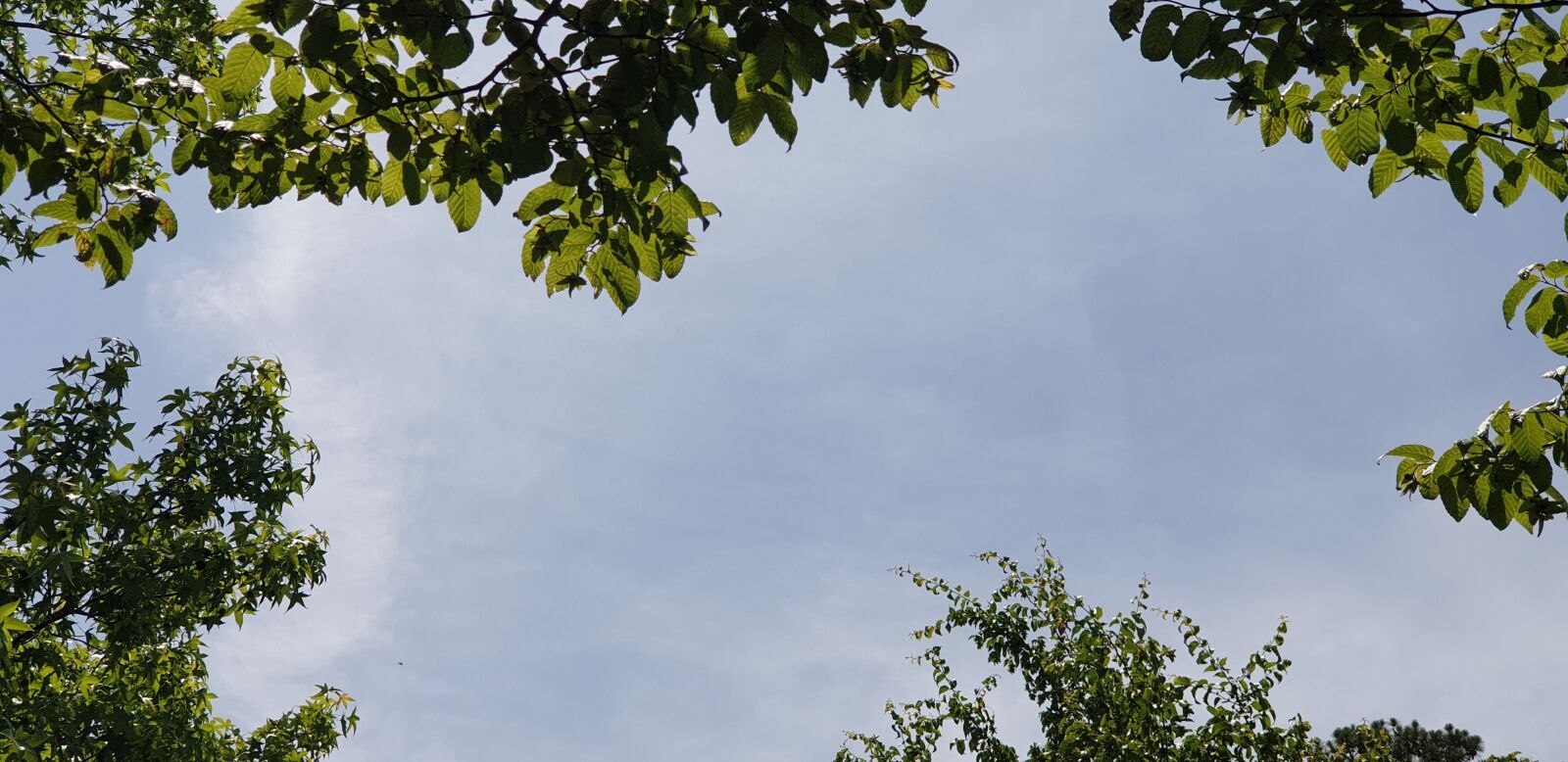 Samsung Galaxy Note9 sample photo. Sky, wood, cloud photography