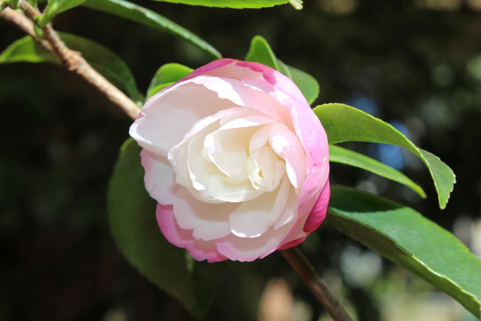 Canon EOS 700D (EOS Rebel T5i / EOS Kiss X7i) sample photo. Camellia, sasanqua cultivar, flower photography