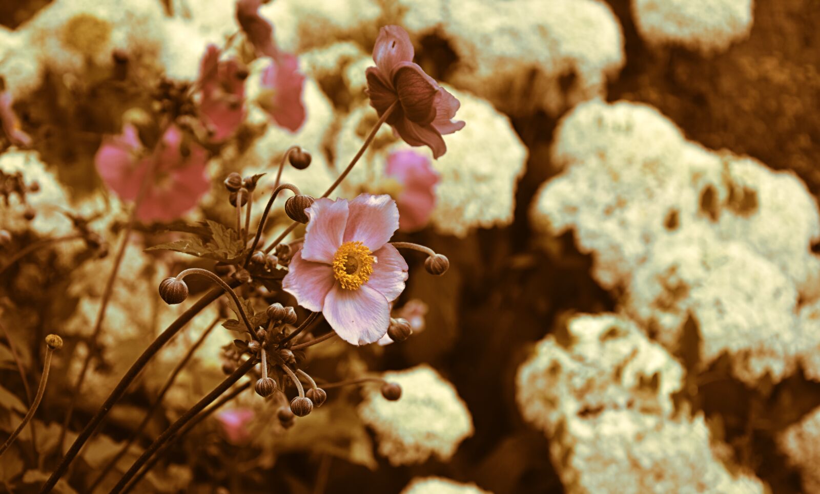 Nikon D5600 sample photo. Anemone, flowers, ranunculaceae photography