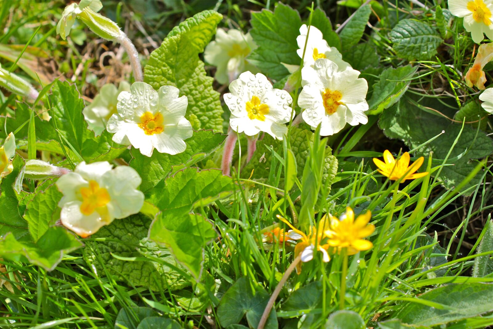 Canon EOS 600D (Rebel EOS T3i / EOS Kiss X5) sample photo. Scotland, edinburgh, places of photography