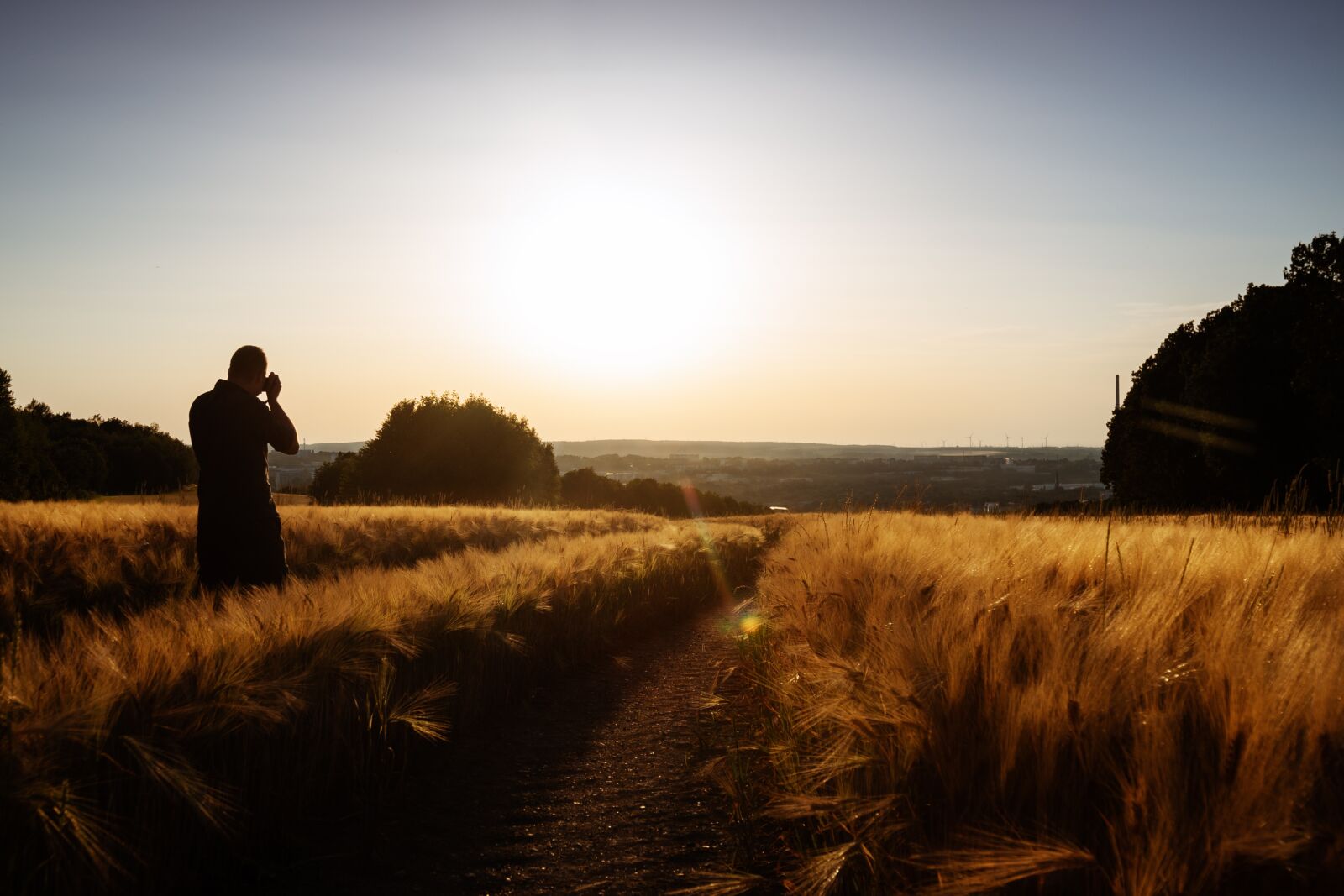 Sony a7 II + DT 24-105mm F4 SAM sample photo. Cornfield, field, cereals photography