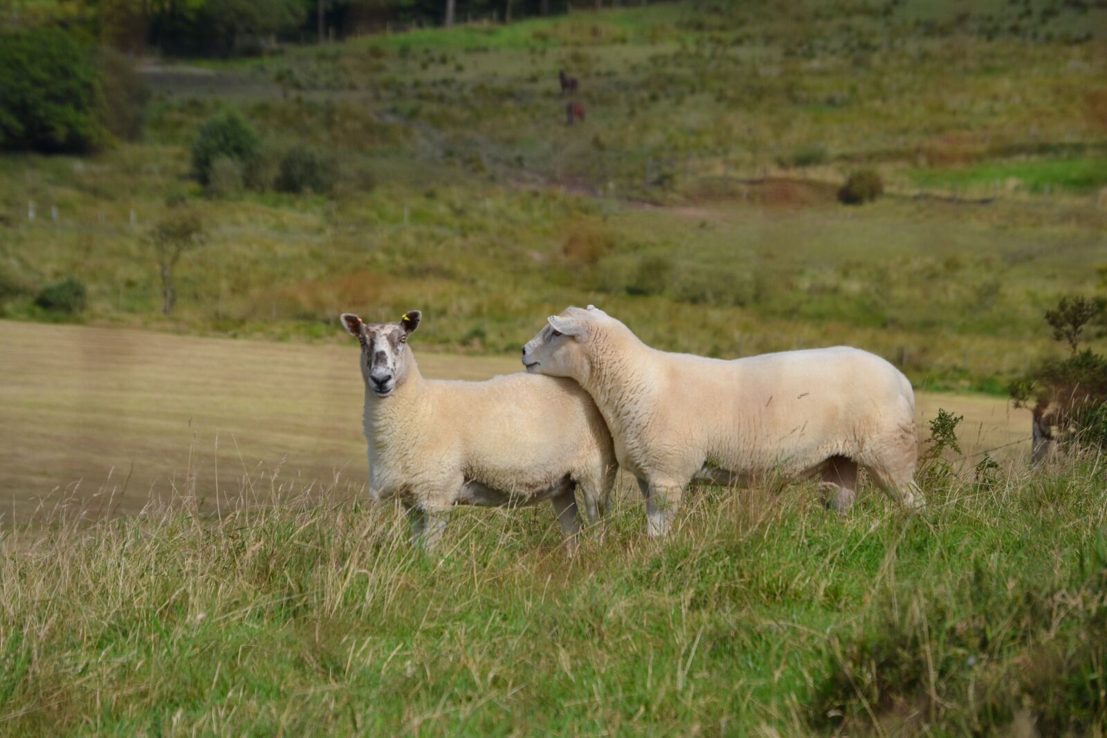 Nikon D3100 sample photo. Sheep, wool, welsh photography