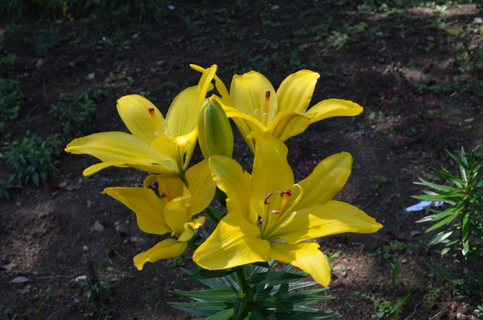 Nikon D5100 sample photo. Nature, flowers, plants photography