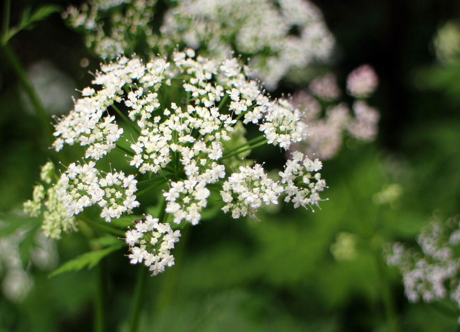 Canon EOS M sample photo. Umbelliferae, blossom, bloom photography