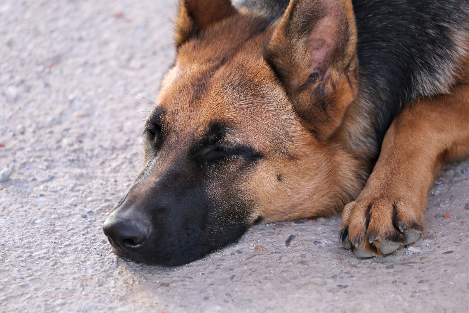 Canon EOS 6D sample photo. German shepherd, sleeping, animal photography