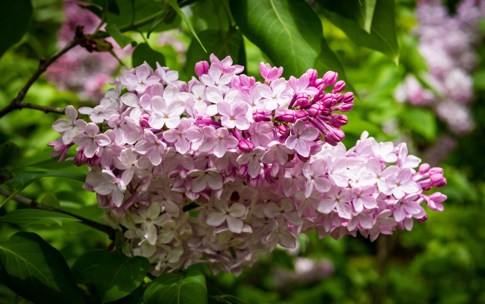 Panasonic Leica DG Summilux 25mm F1.4 II ASPH sample photo. Lilac, flower, garden photography