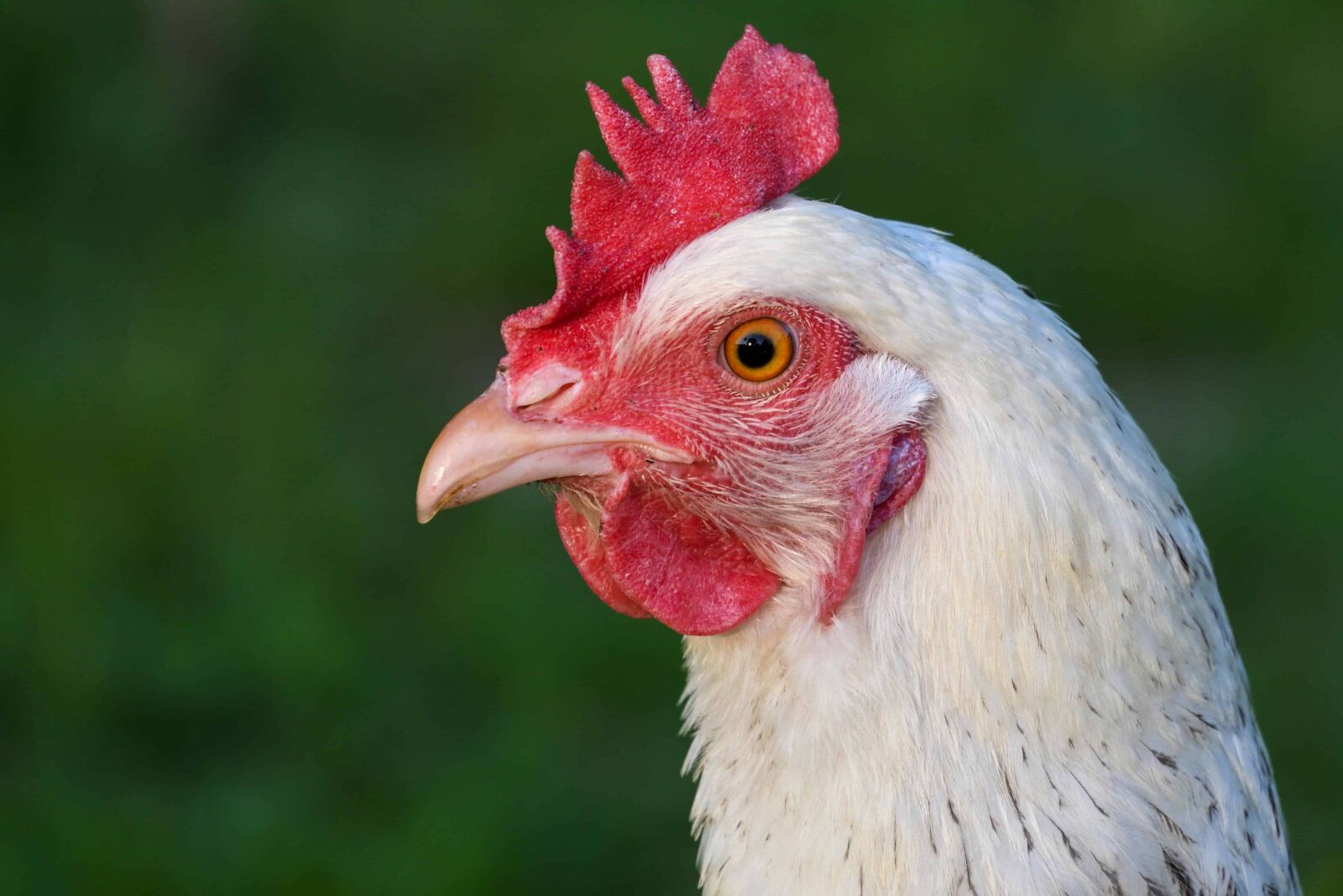 Nikon D500 sample photo. Poultry, bird, nature, animal photography