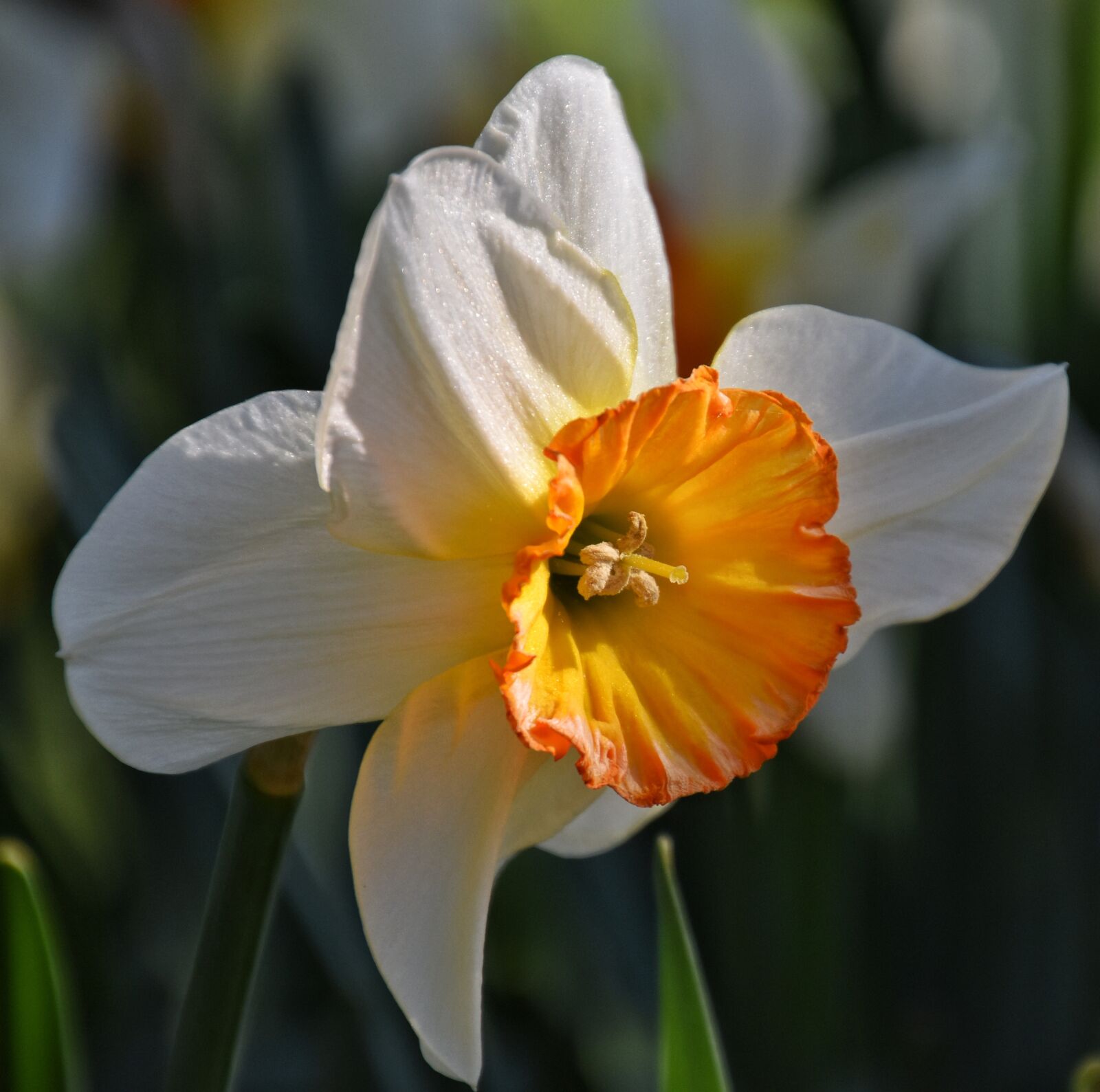 Nikon D5500 sample photo. Daffodils, flower, spring photography