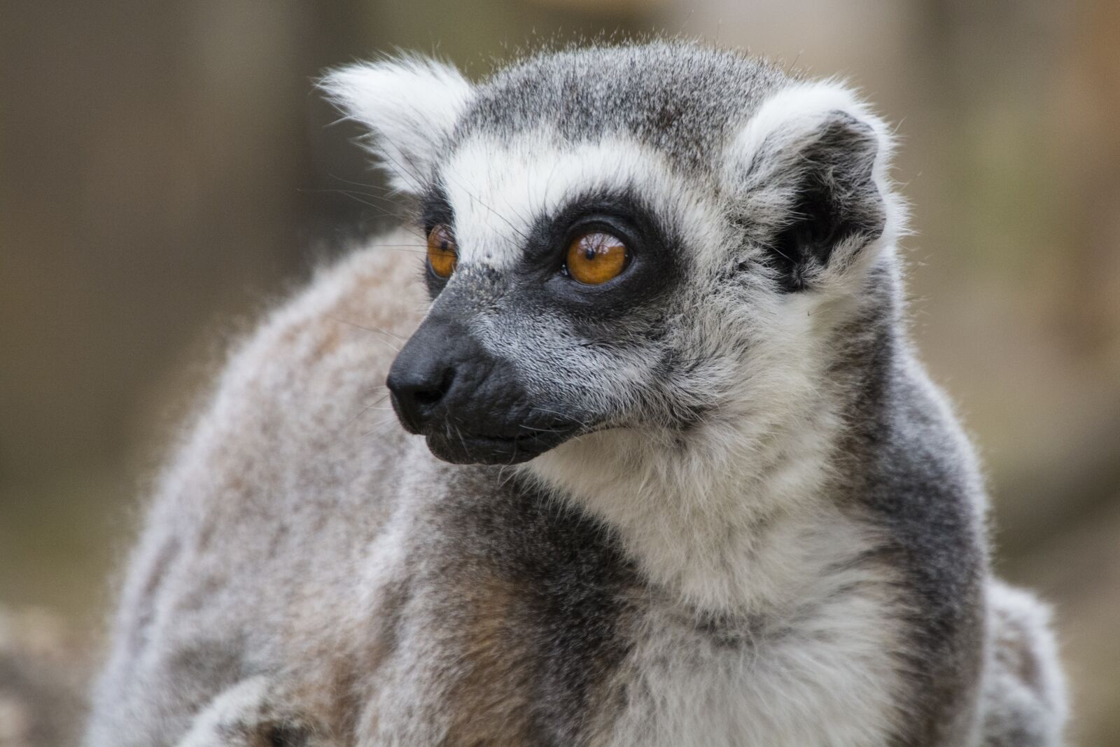 Nikon D7100 sample photo. Lemur, tail, london zoo photography