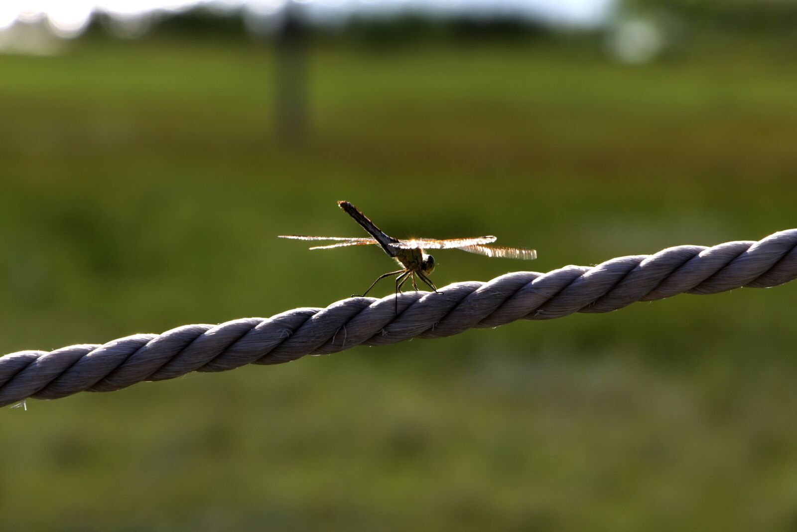 Canon EOS 700D (EOS Rebel T5i / EOS Kiss X7i) sample photo. Dragonfly, prairie, backlighting photography