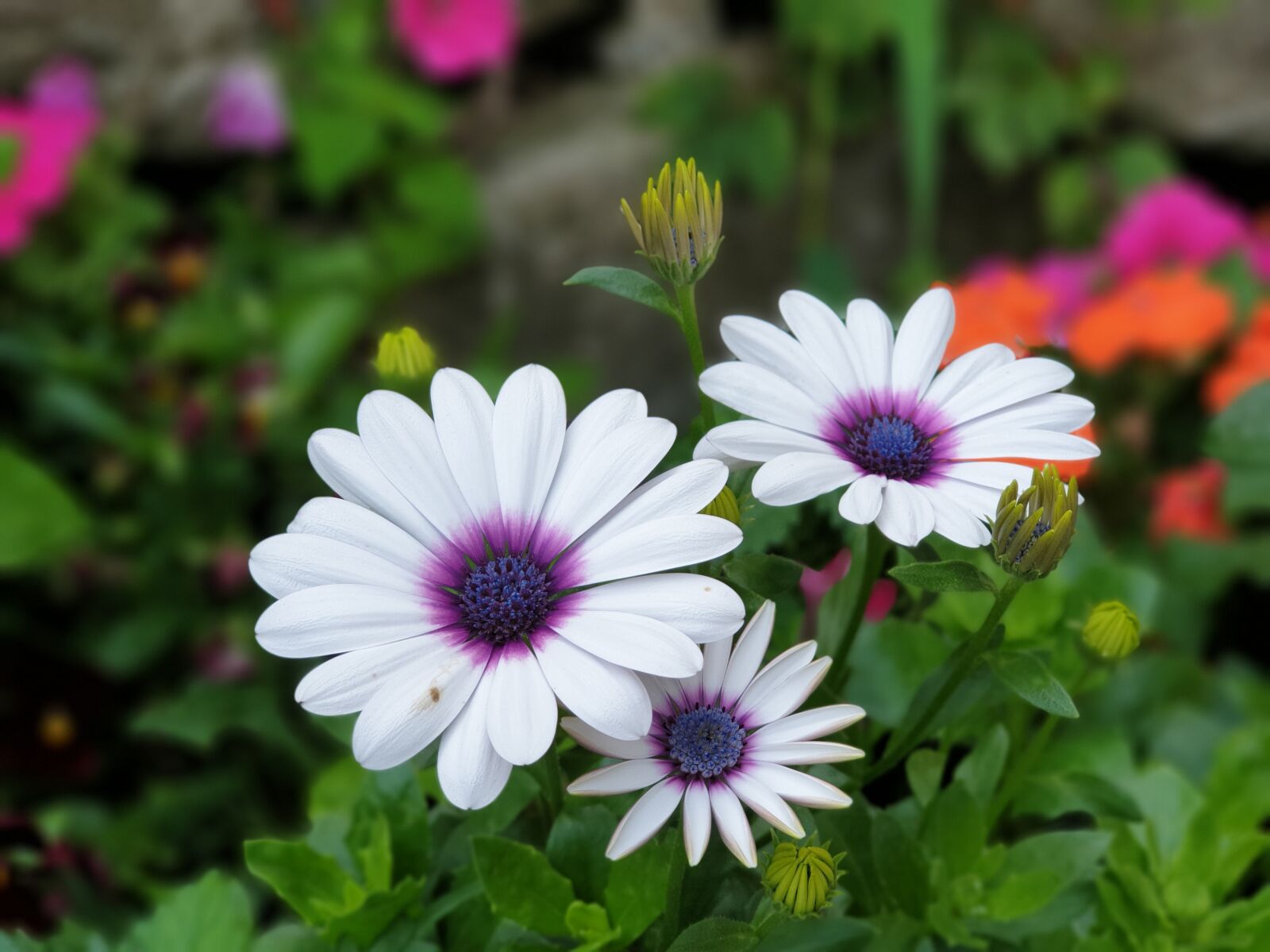 Samsung Galaxy Note9 sample photo. Flowers, plants, nature photography