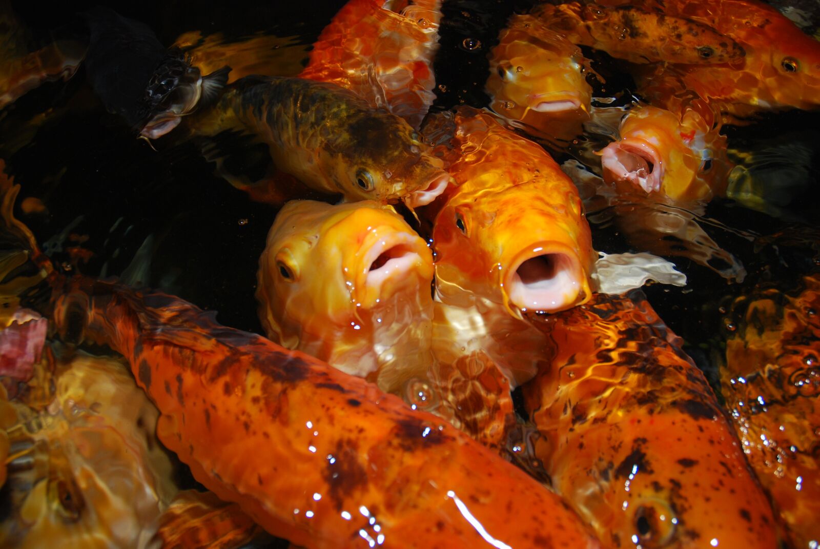 Nikon D80 sample photo. Fish, carp, water photography