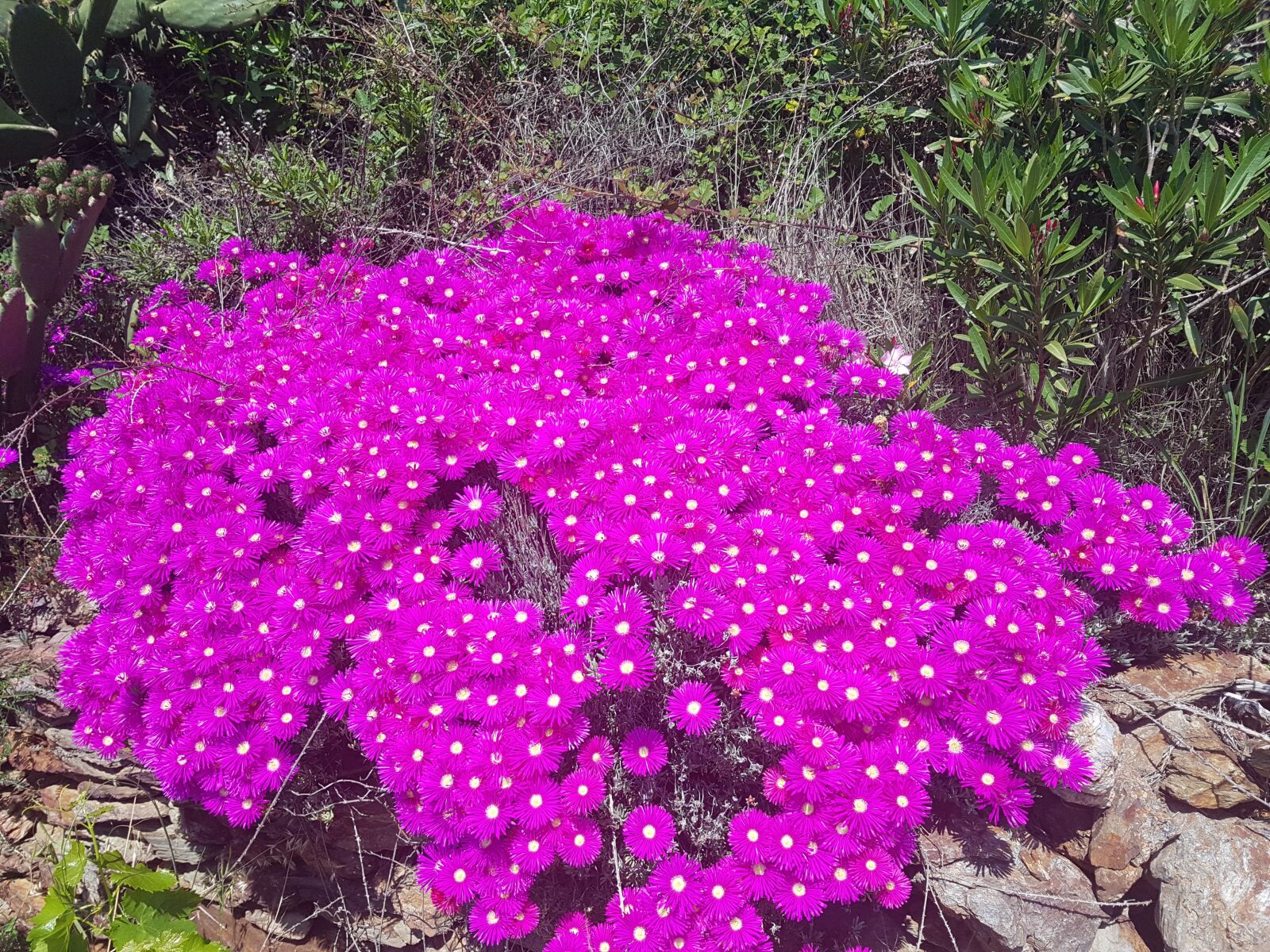 Samsung Galaxy S7 sample photo. Carpobrotus, pink, south photography