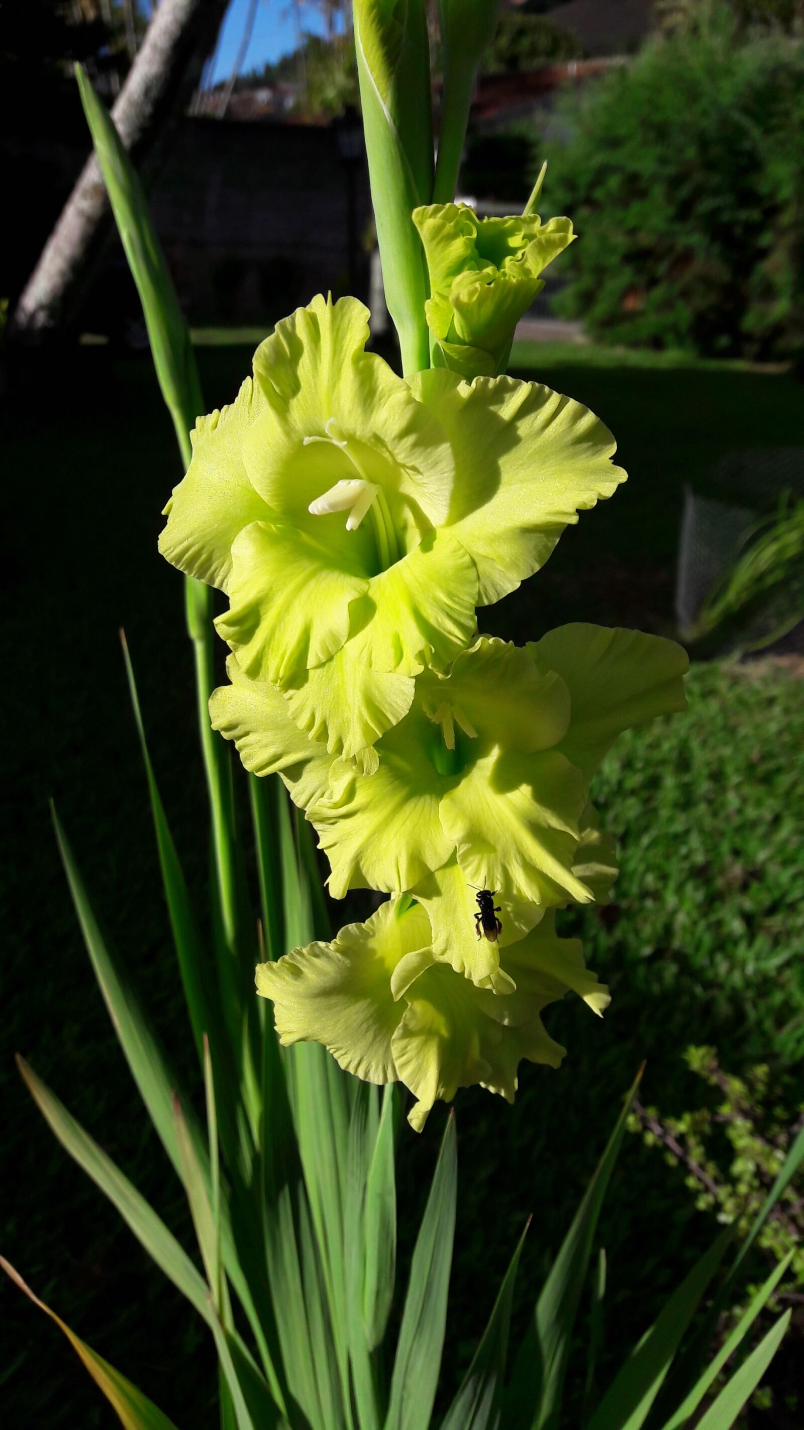 Samsung Galaxy A5(2016) sample photo. Flower, gladioli, green photography