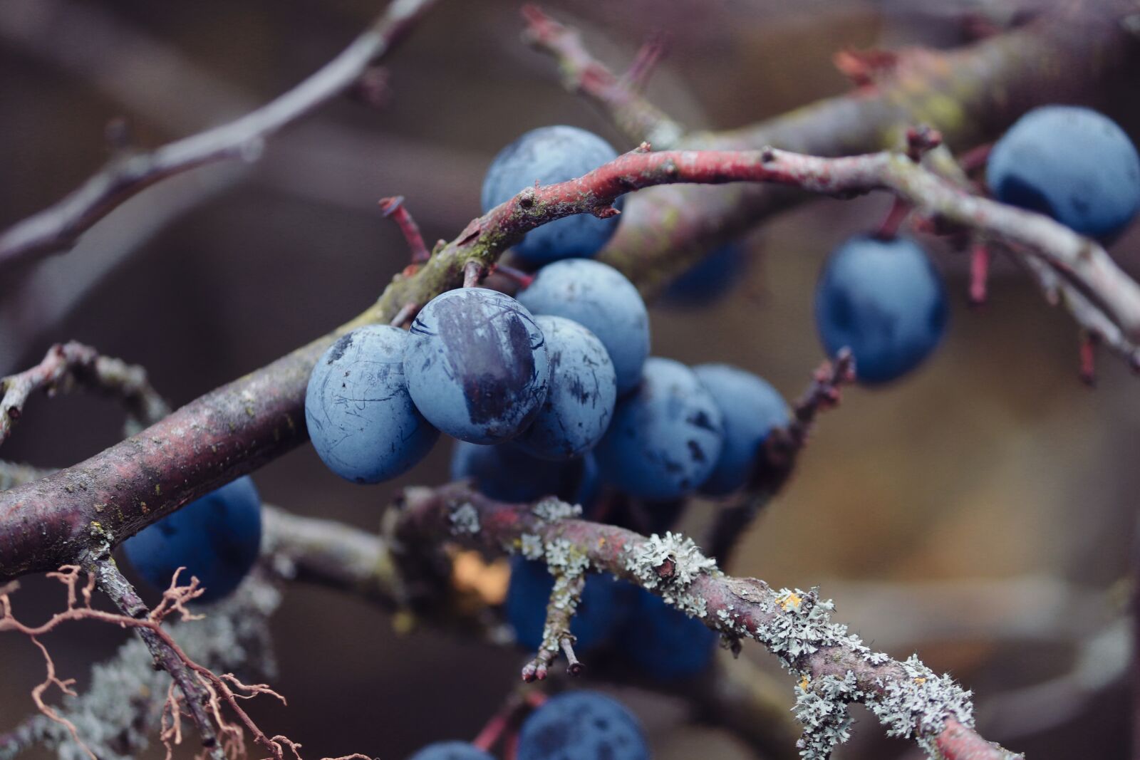 Canon EOS 200D (EOS Rebel SL2 / EOS Kiss X9) sample photo. Sloes, blackthorn, prunus spinosa photography