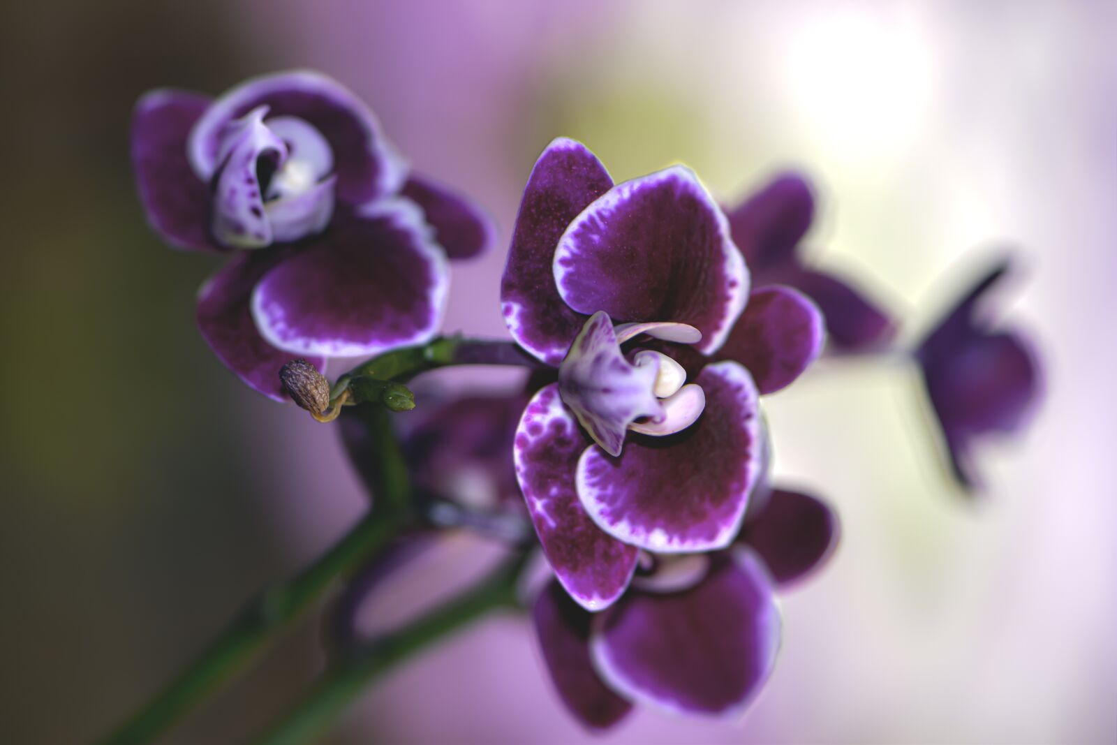 Nikon D5600 sample photo. Flower, spring forward, violet photography