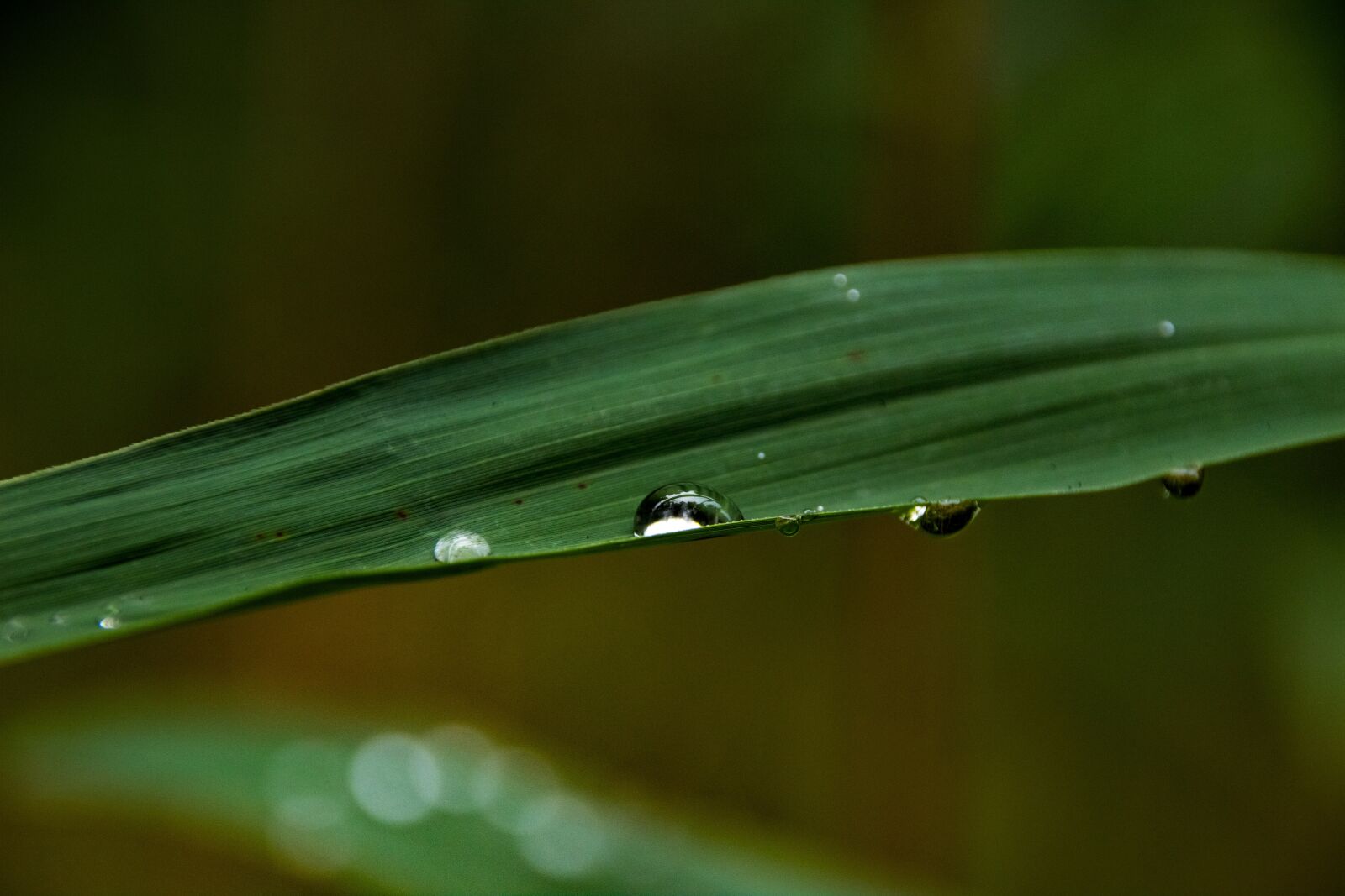 Canon EOS 600D (Rebel EOS T3i / EOS Kiss X5) sample photo. Green, spring, nature photography