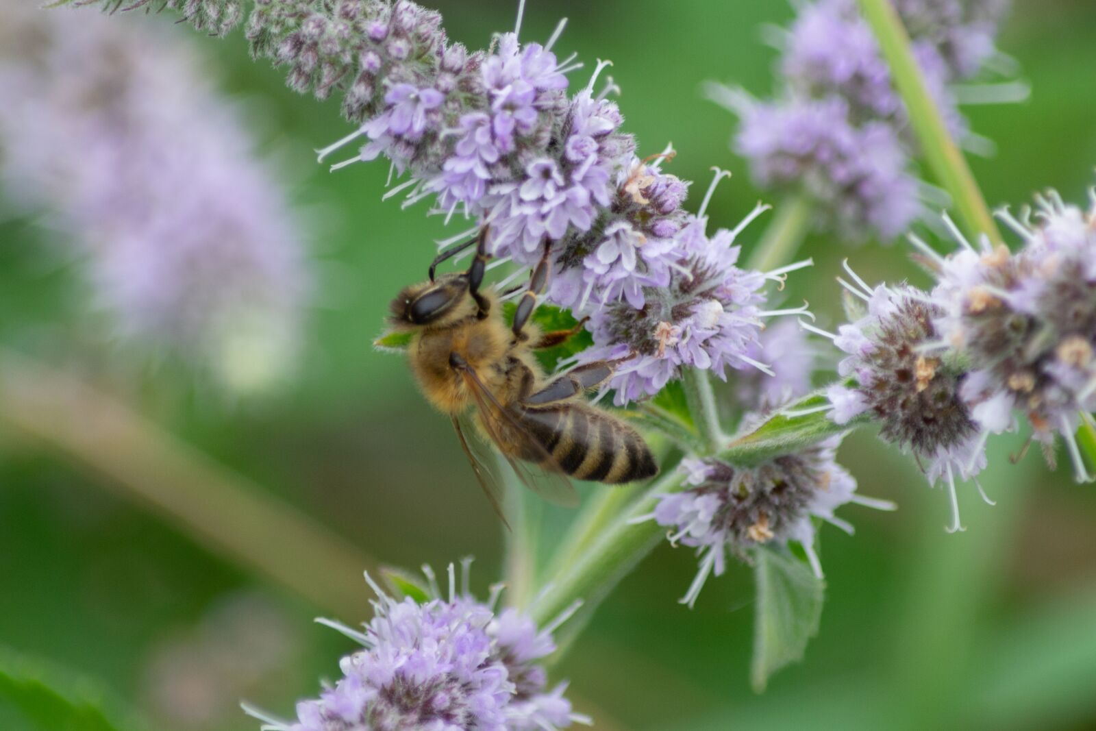 Nikon D3300 sample photo. Bee, pollinate, lavender photography