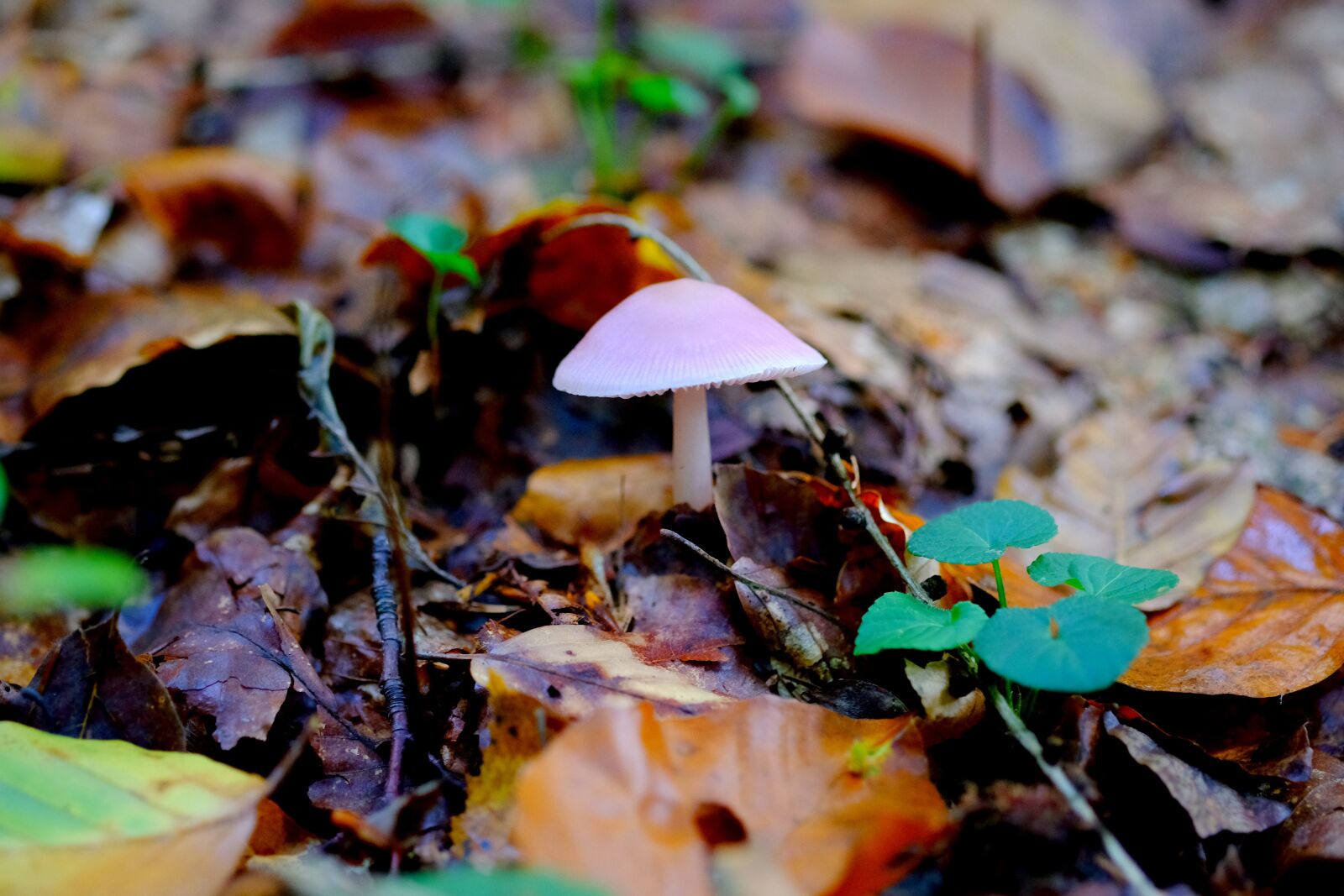 Fujifilm X-T20 sample photo. Comatus, mushroom, forest photography