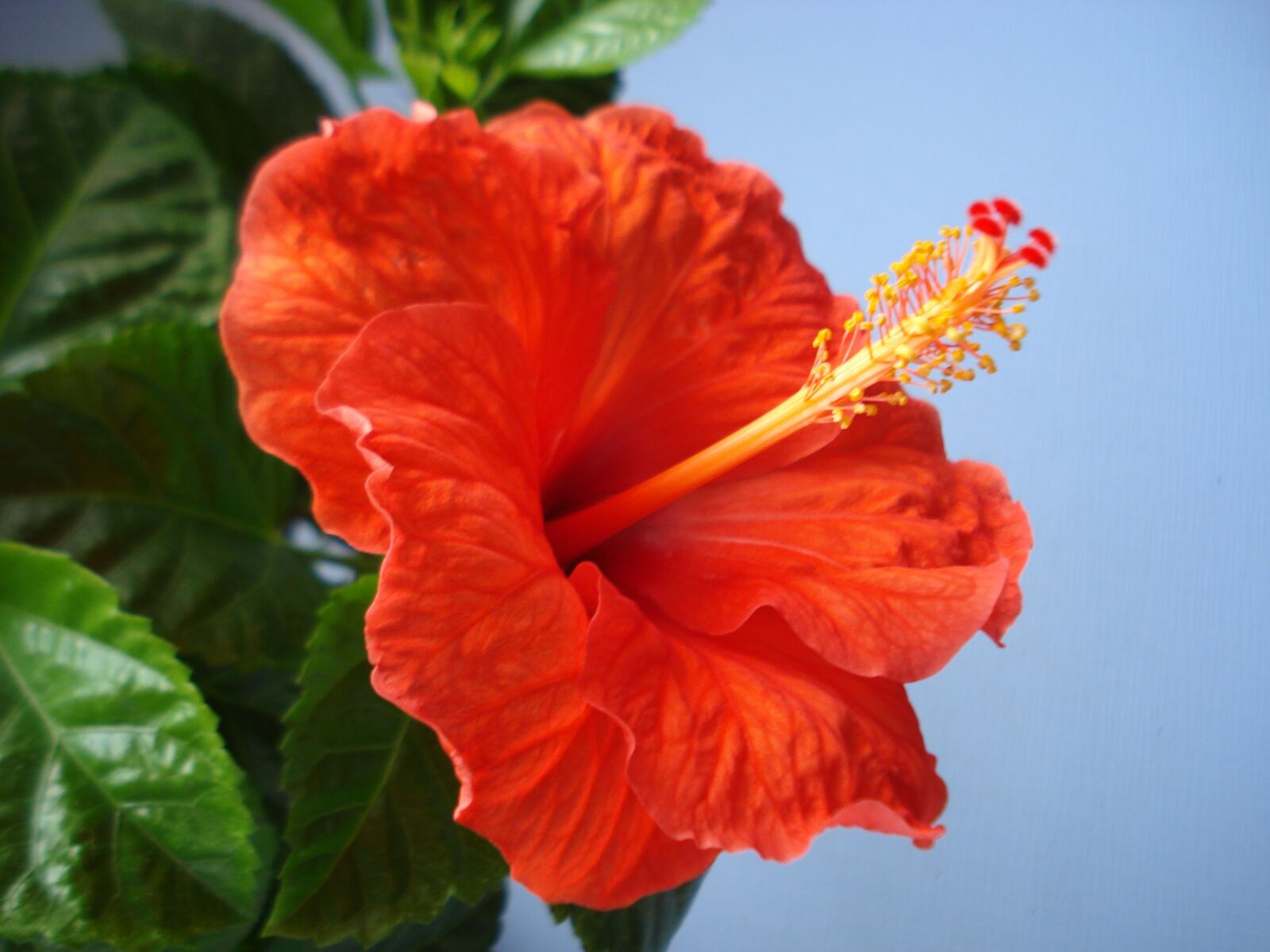 Sony DSC-W55 sample photo. Hibiscus, orange, flower photography